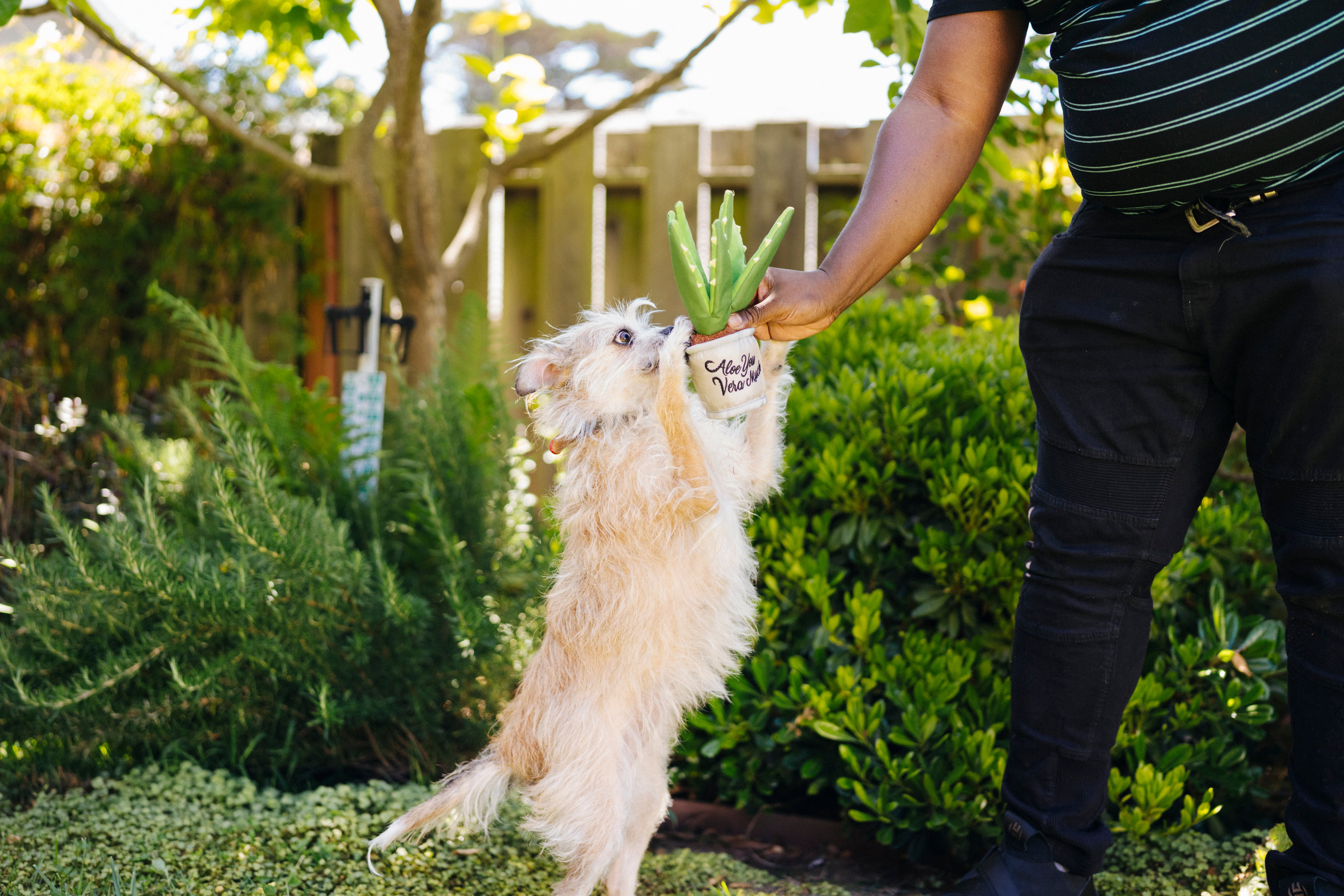 La Planta Aloe-ve You - Juguete de Peluche para Perros Blooming Buddies™ | Pet P.L.A.Y.