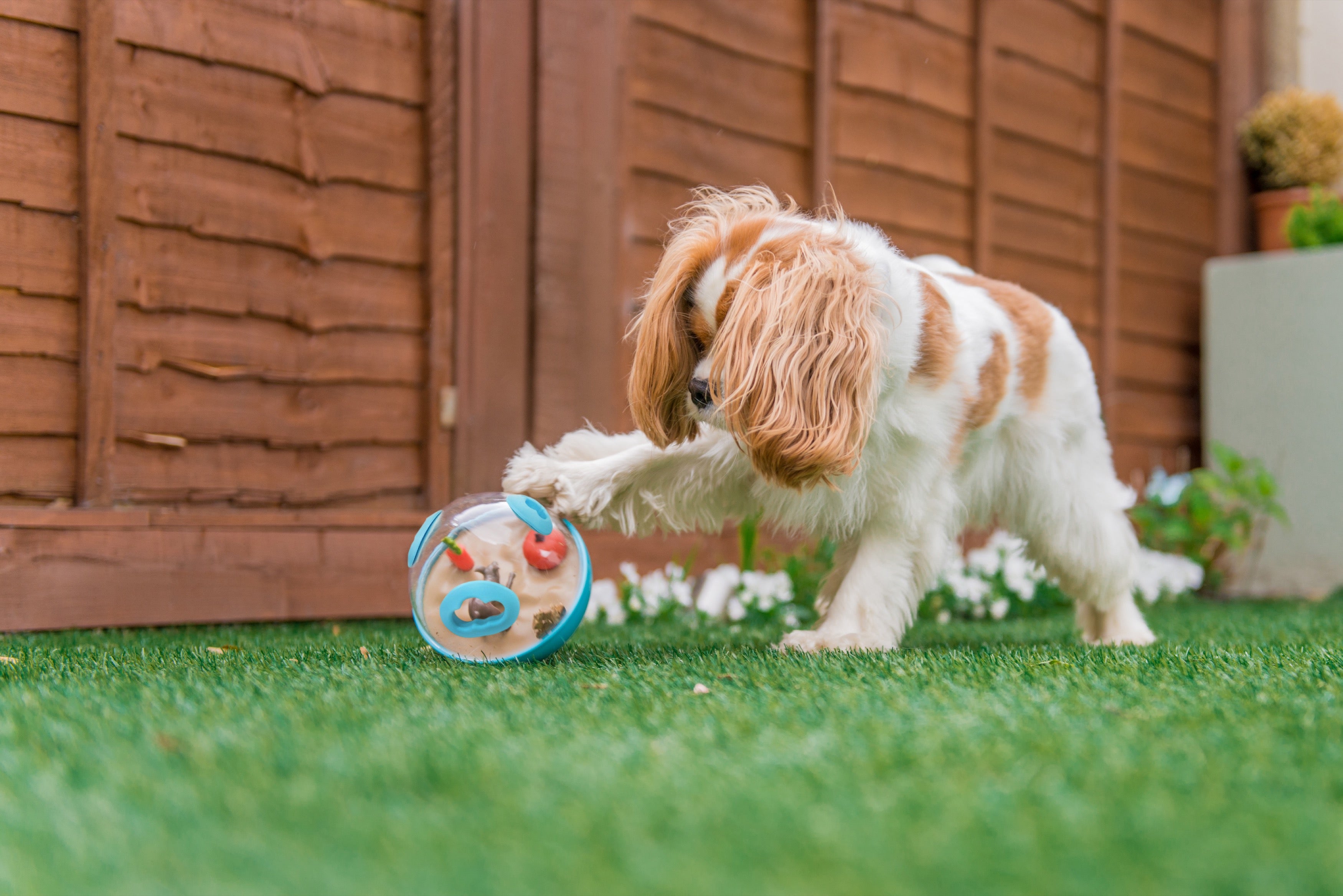 Wobble Ball Juguete Dispensador de Premios para Perros - Azul | Pet P.L.A.Y.