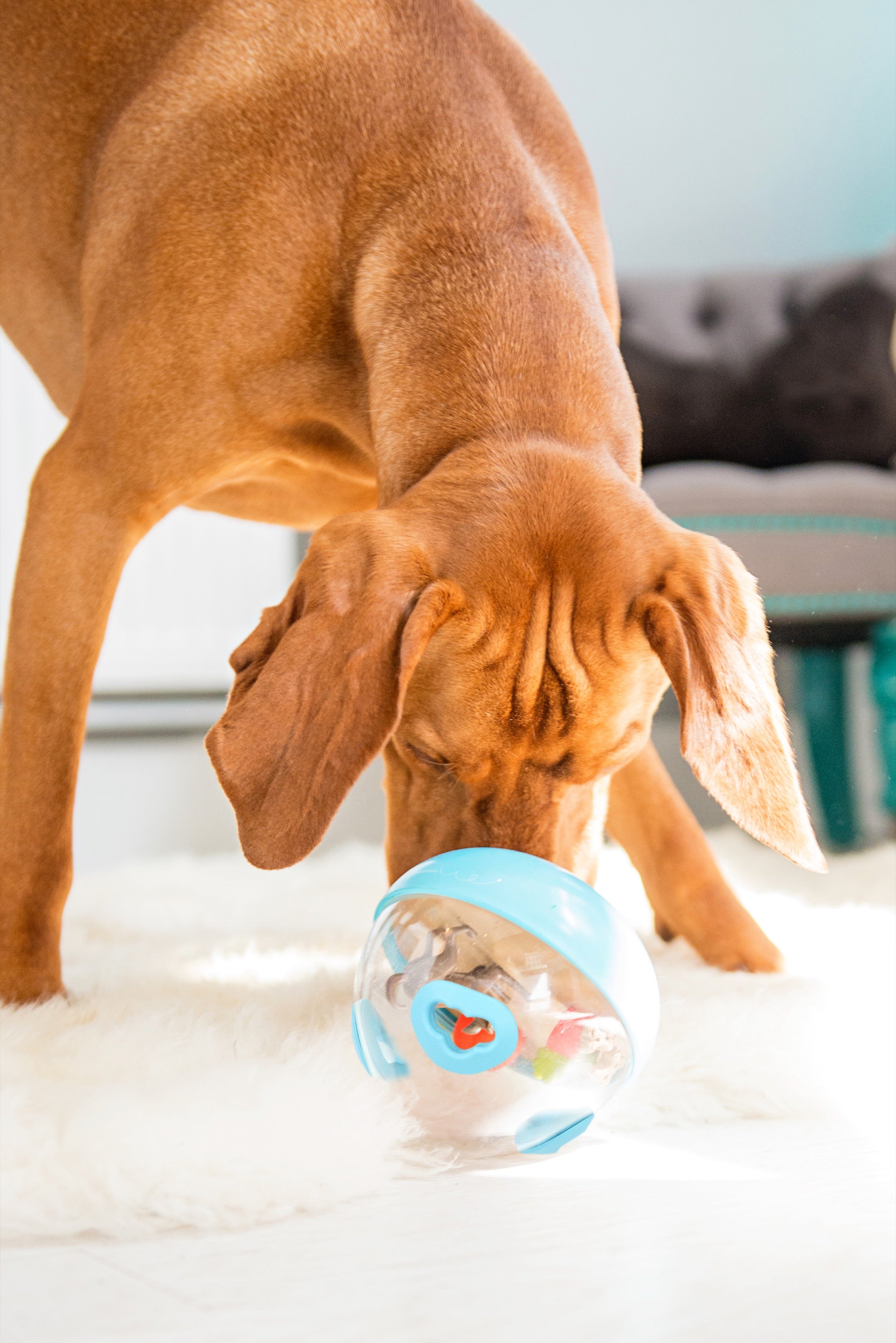 Wobble Ball Juguete Dispensador de Premios para Perros - Azul | Pet P.L.A.Y.