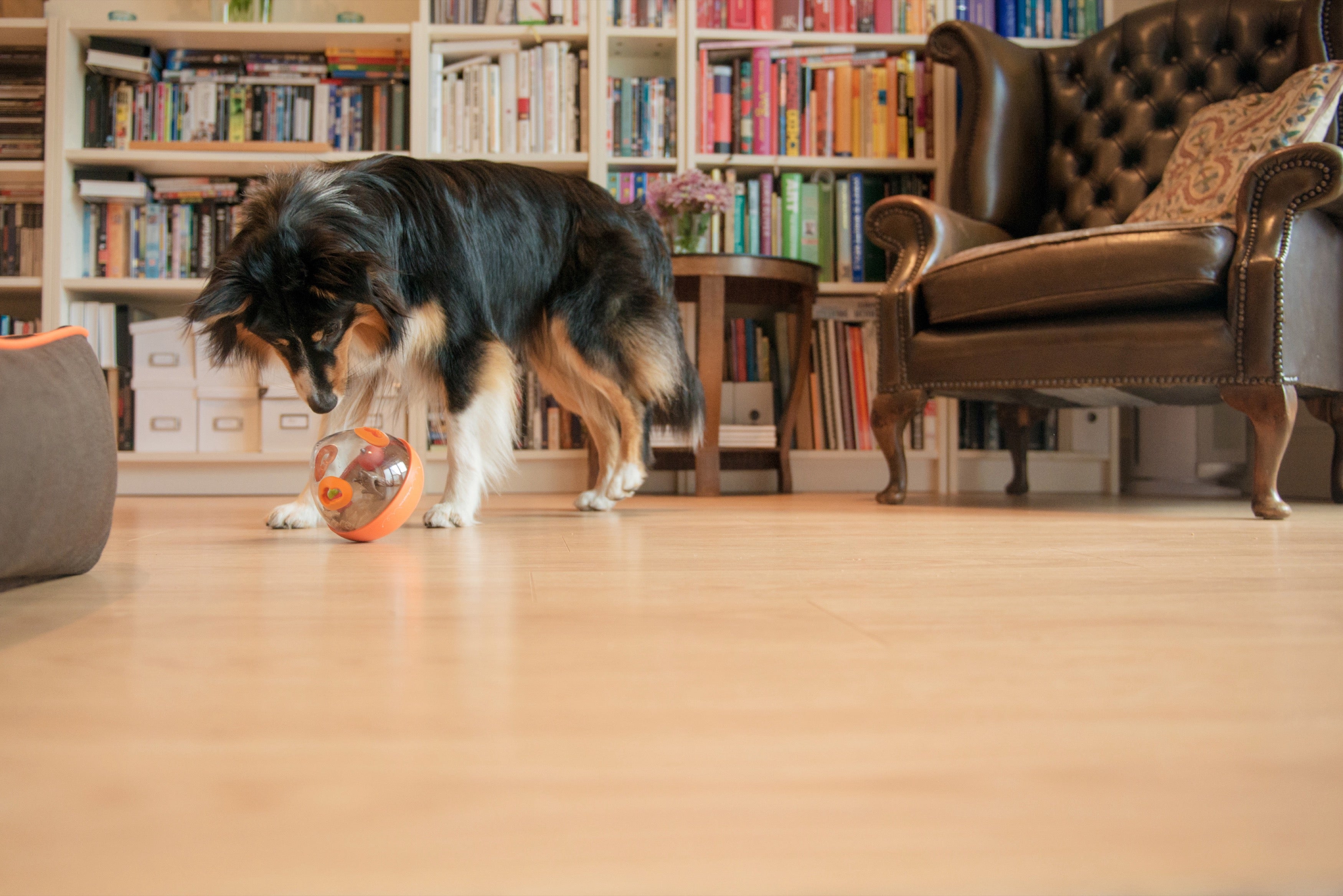 Wobble Ball Juguete Dispensador de Premios para Perros - Naranja | Pet P.L.A.Y.