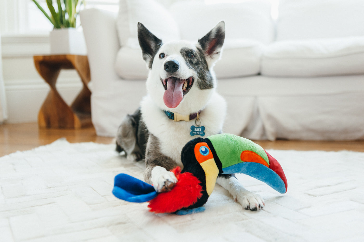 Tito el Tucán - Juguete de Peluche para Perros Fetching Flock™ | Pet P.L.A.Y.