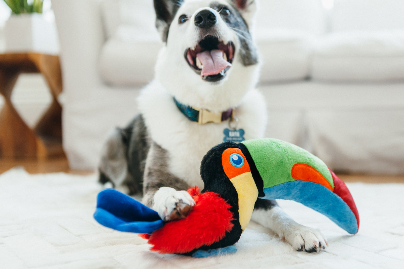 Tito el Tucán - Juguete de Peluche para Perros Fetching Flock™ | Pet P.L.A.Y.