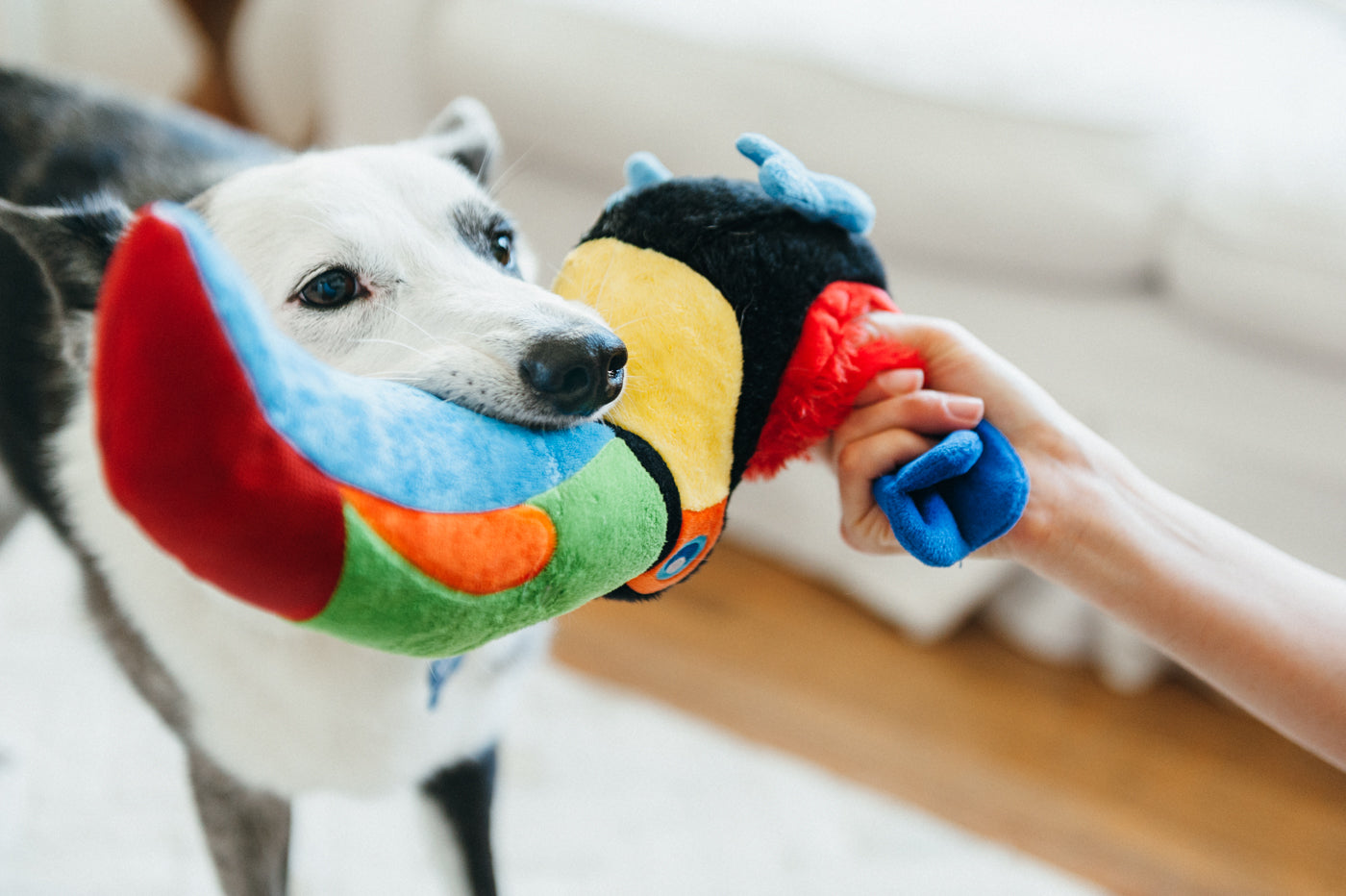 Tito el Tucán - Juguete de Peluche para Perros Fetching Flock™ | Pet P.L.A.Y.