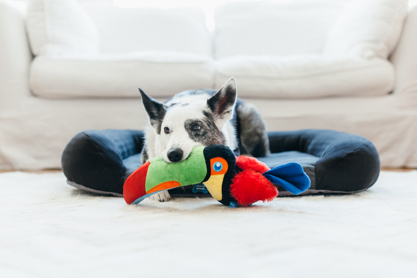 Tito el Tucán - Juguete de Peluche para Perros Fetching Flock™ | Pet P.L.A.Y.