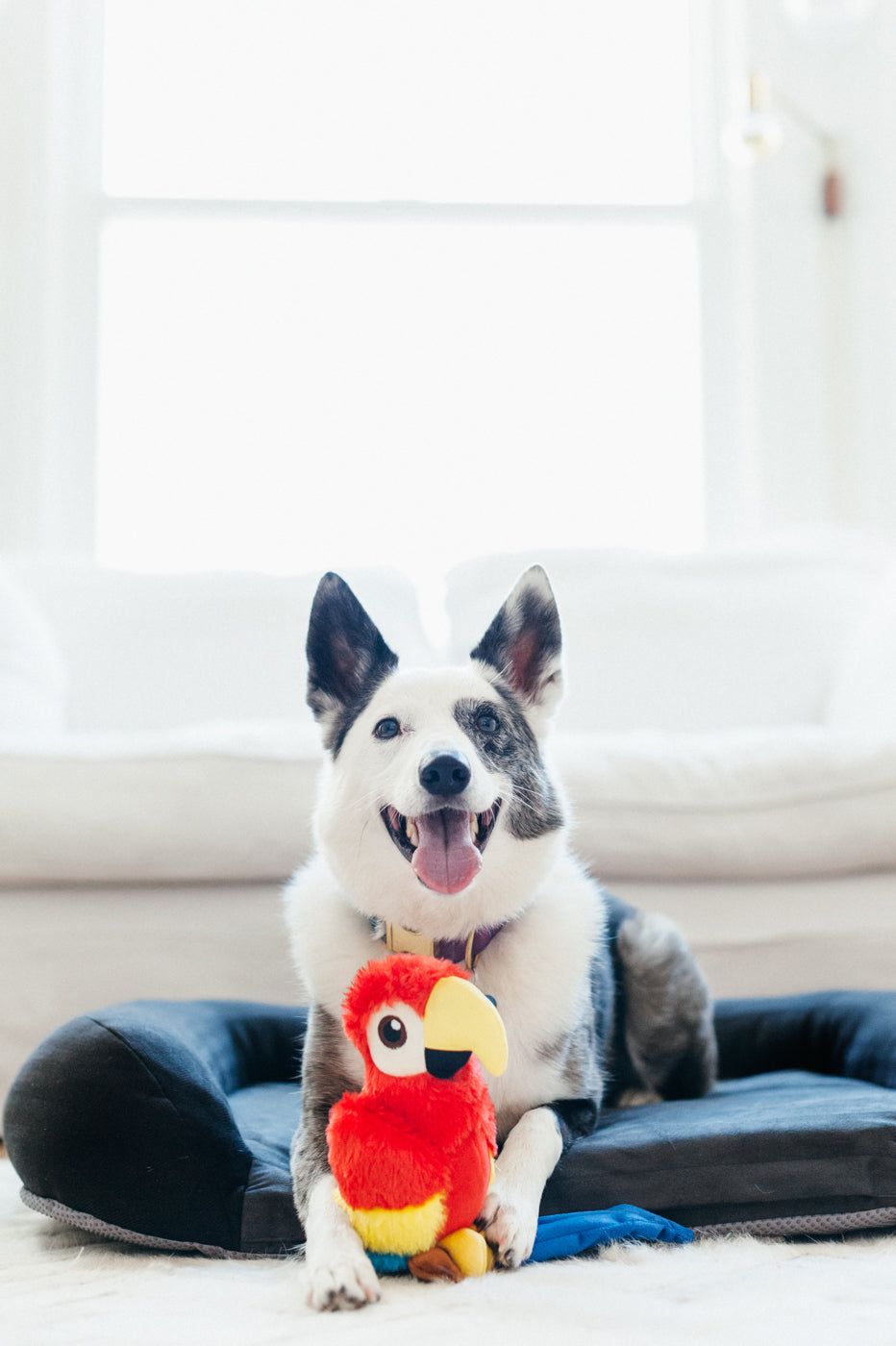 Paula el Loro - Juguete de Peluche para Perros Fetching Flock™ | Pet P.L.A.Y.