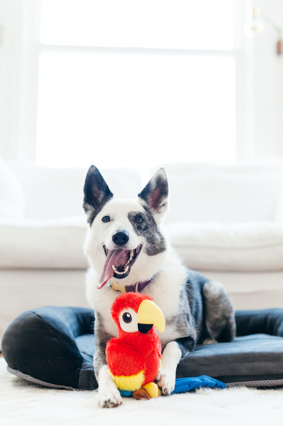 Paula el Loro - Juguete de Peluche para Perros Fetching Flock™ | Pet P.L.A.Y.