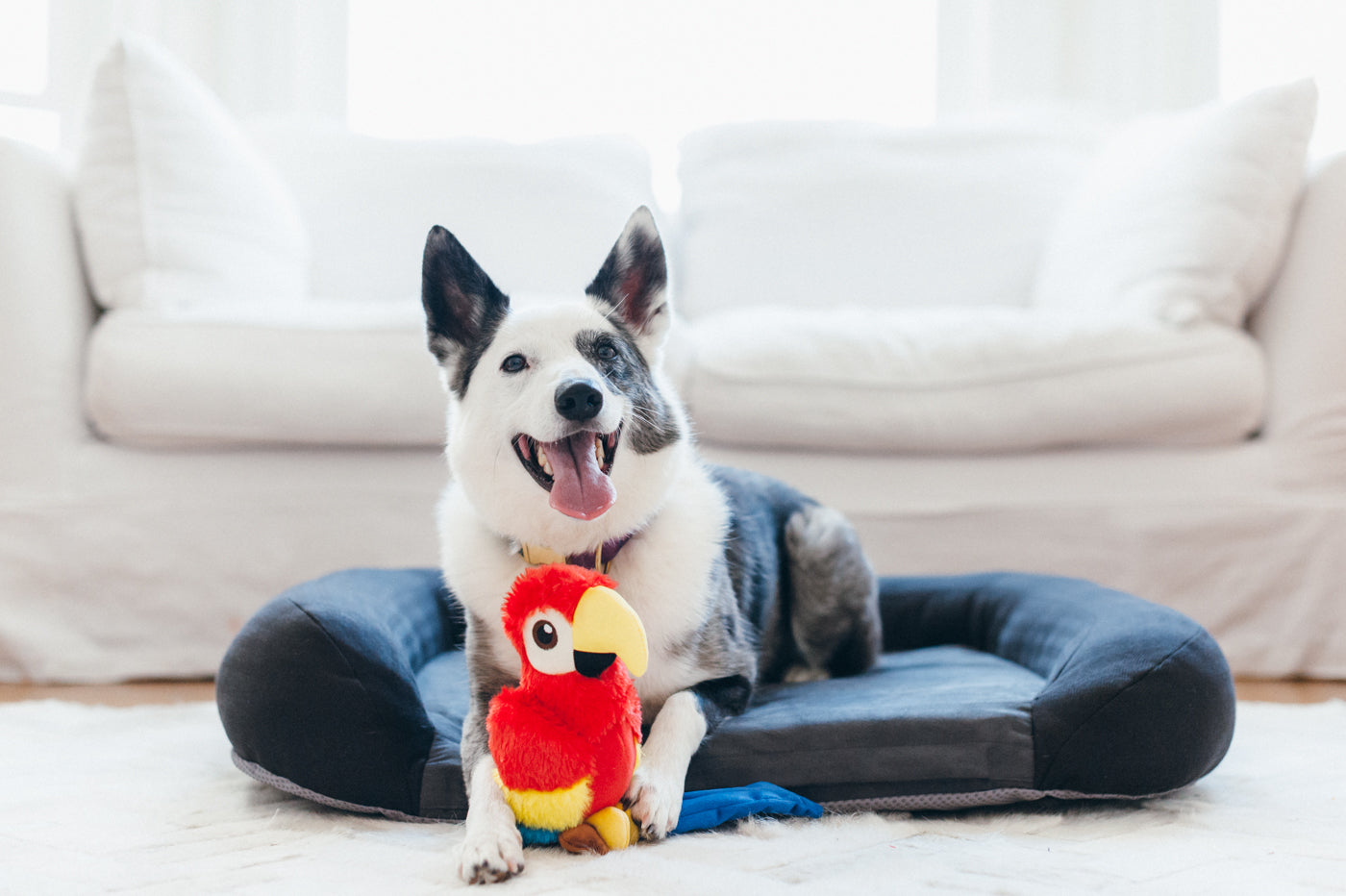 Paula el Loro - Juguete de Peluche para Perros Fetching Flock™ | Pet P.L.A.Y.