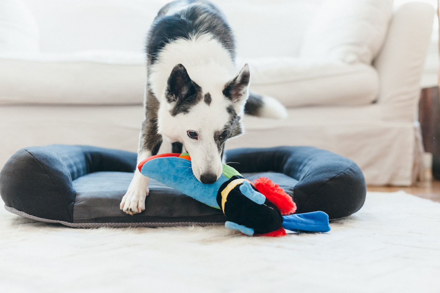 Tito el Tucán - Juguete de Peluche para Perros Fetching Flock™ | Pet P.L.A.Y.