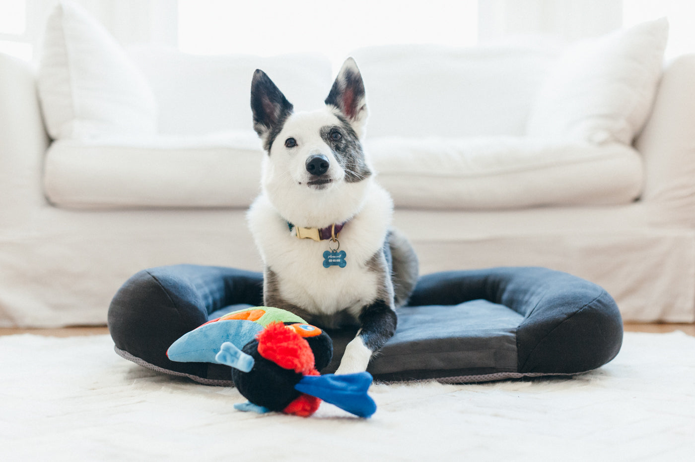 Tito el Tucán - Juguete de Peluche para Perros Fetching Flock™ | Pet P.L.A.Y.