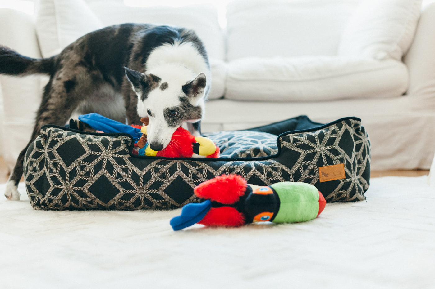 Tito el Tucán - Juguete de Peluche para Perros Fetching Flock™ | Pet P.L.A.Y.