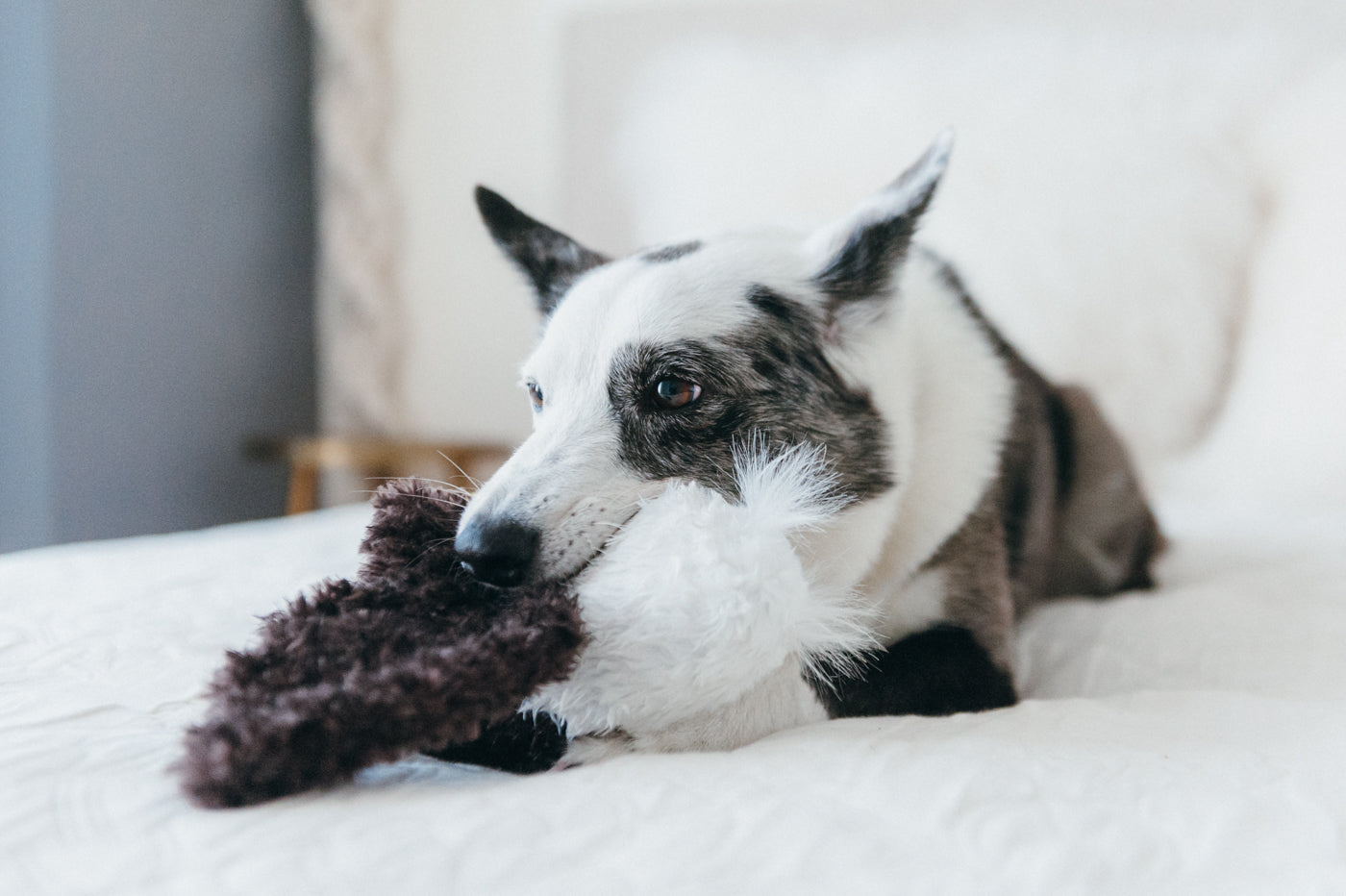 Edgar el Águila - Juguete de Peluche para Perros Fetching Flock™ | Pet P.L.A.Y.