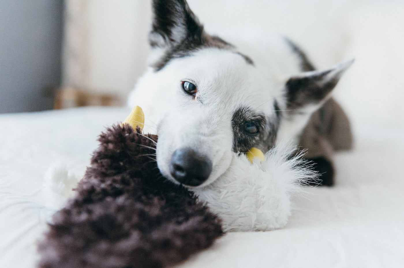 Edgar el Águila - Juguete de Peluche para Perros Fetching Flock™ | Pet P.L.A.Y.