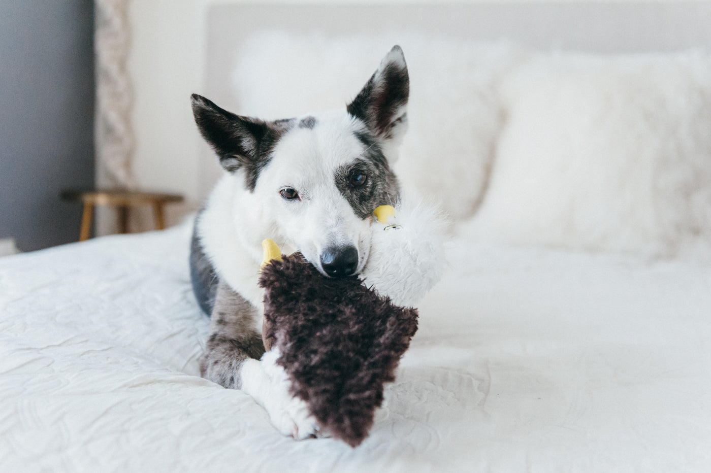 Edgar el Águila - Juguete de Peluche para Perros Fetching Flock™ | Pet P.L.A.Y.