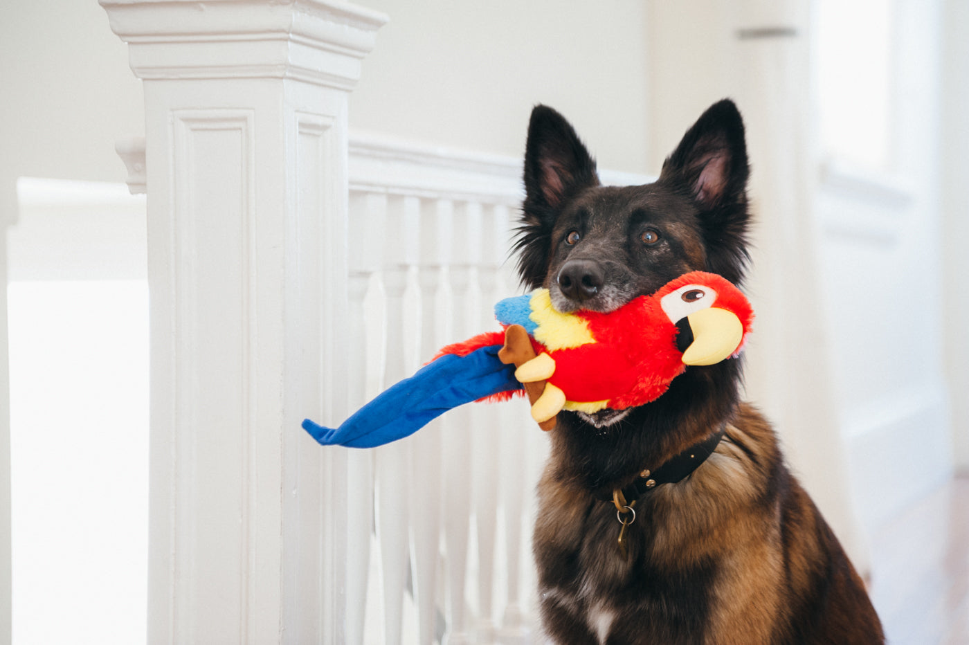 Paula el Loro - Juguete de Peluche para Perros Fetching Flock™ | Pet P.L.A.Y.