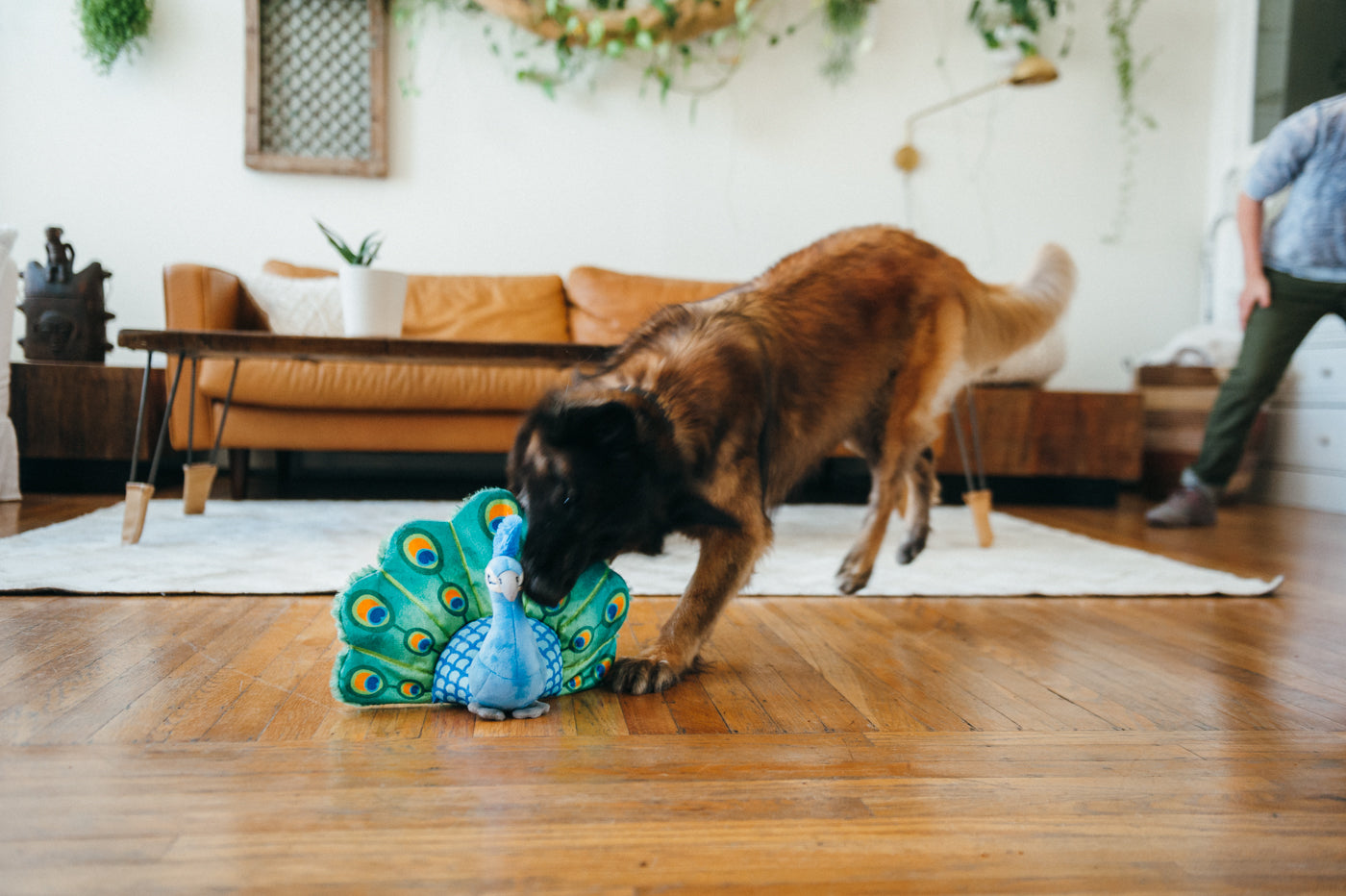 Percy el Pavo Real - Juguete de Peluche para Perros Fetching Flock™ | Pet P.L.A.Y.