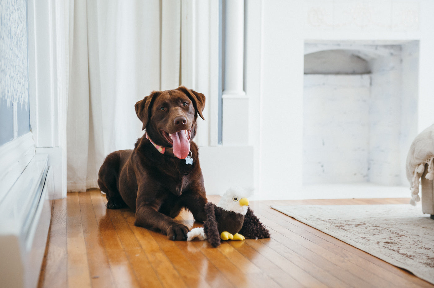 Edgar el Águila - Juguete de Peluche para Perros Fetching Flock™ | Pet P.L.A.Y.