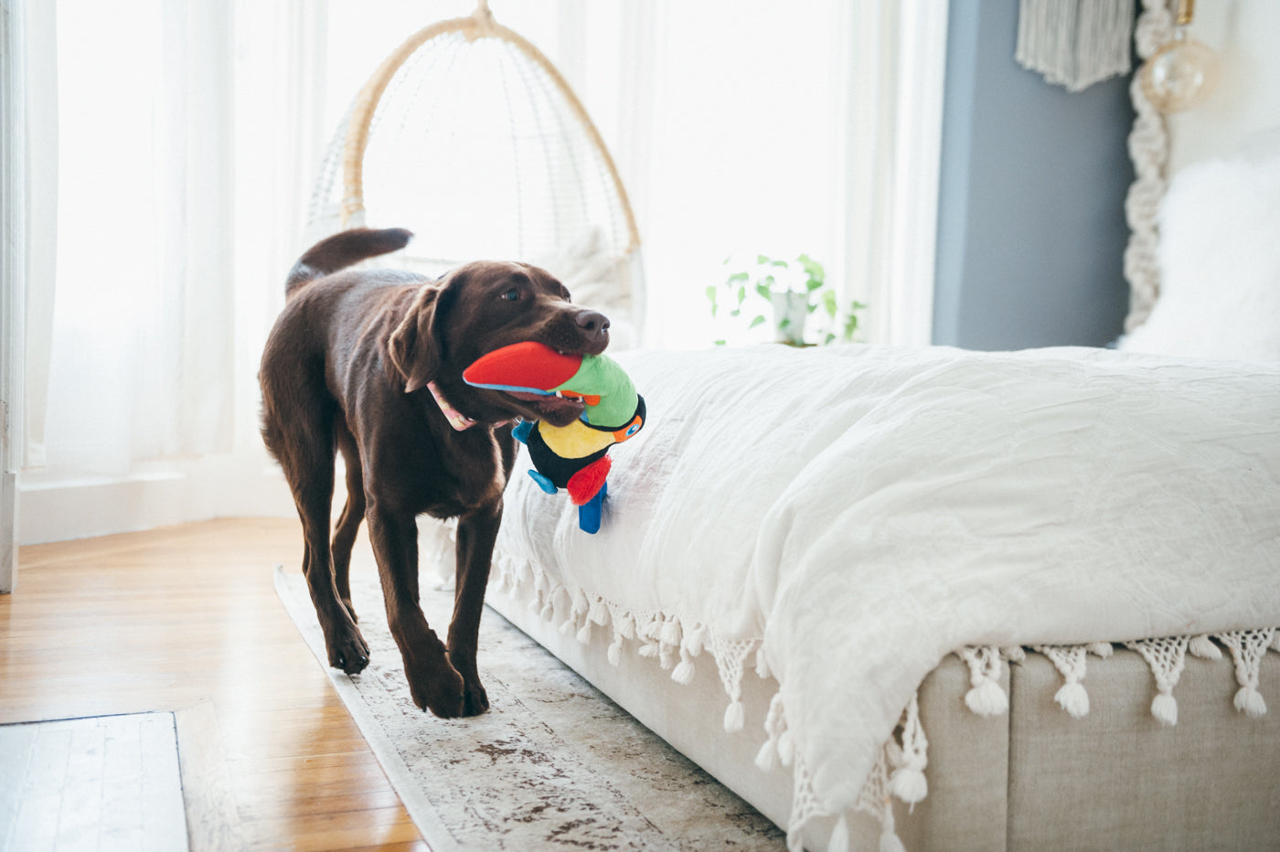 Tito el Tucán - Juguete de Peluche para Perros Fetching Flock™ | Pet P.L.A.Y.