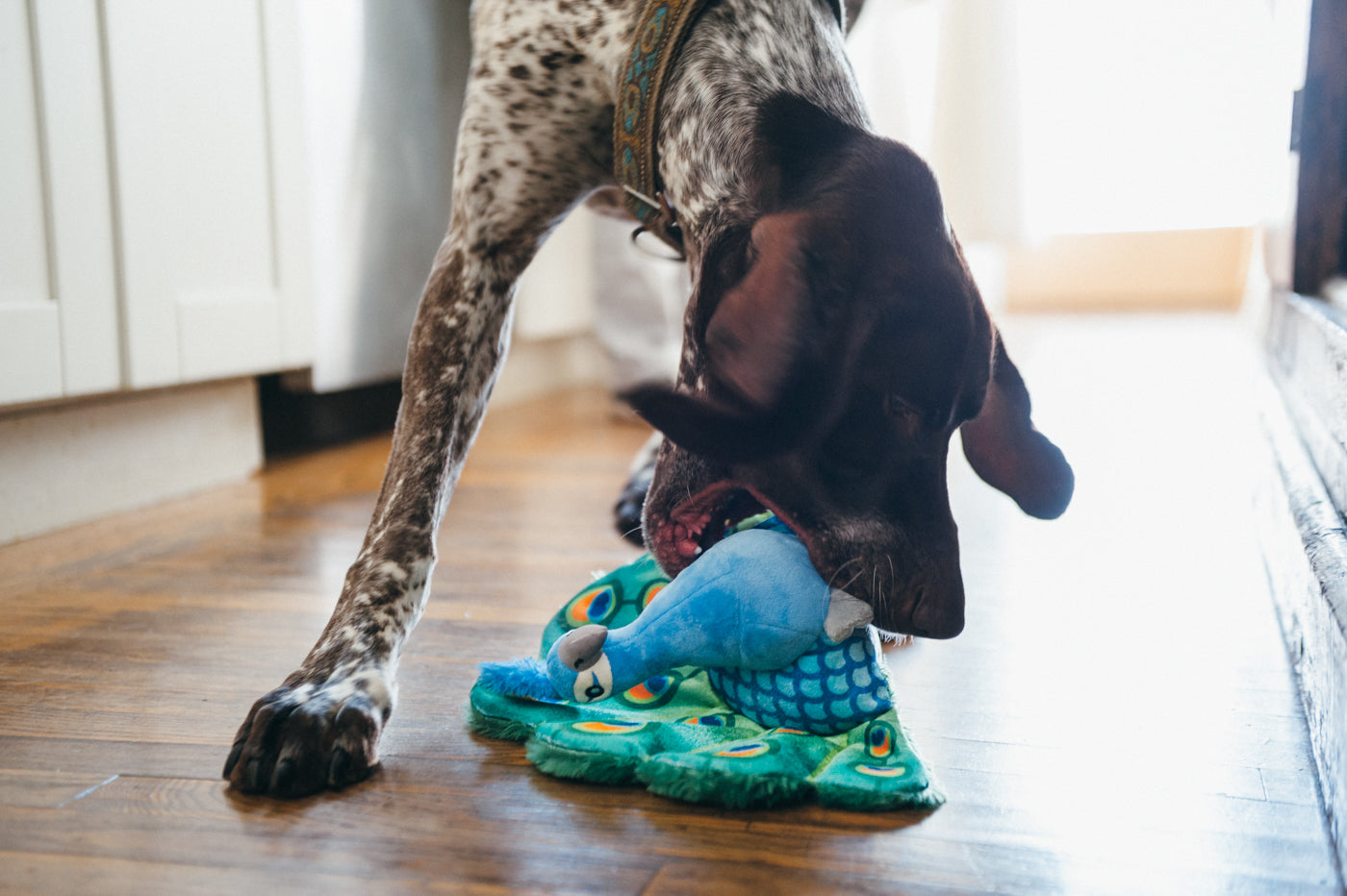 Percy el Pavo Real - Juguete de Peluche para Perros Fetching Flock™ | Pet P.L.A.Y.