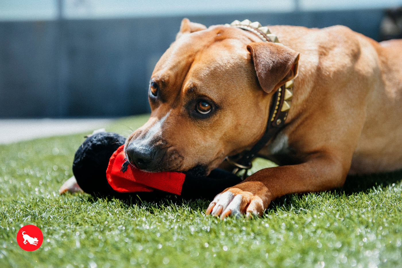 Los Auriculares - Juguete de Peluche para Perros Globetrotter | Pet P.L.A.Y.