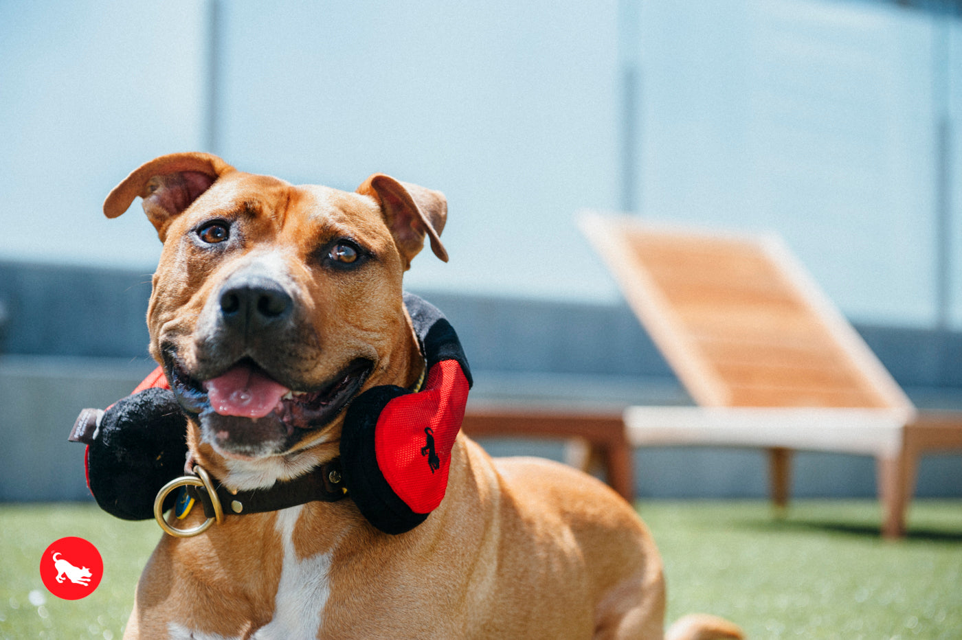 Los Auriculares - Juguete de Peluche para Perros Globetrotter | Pet P.L.A.Y.