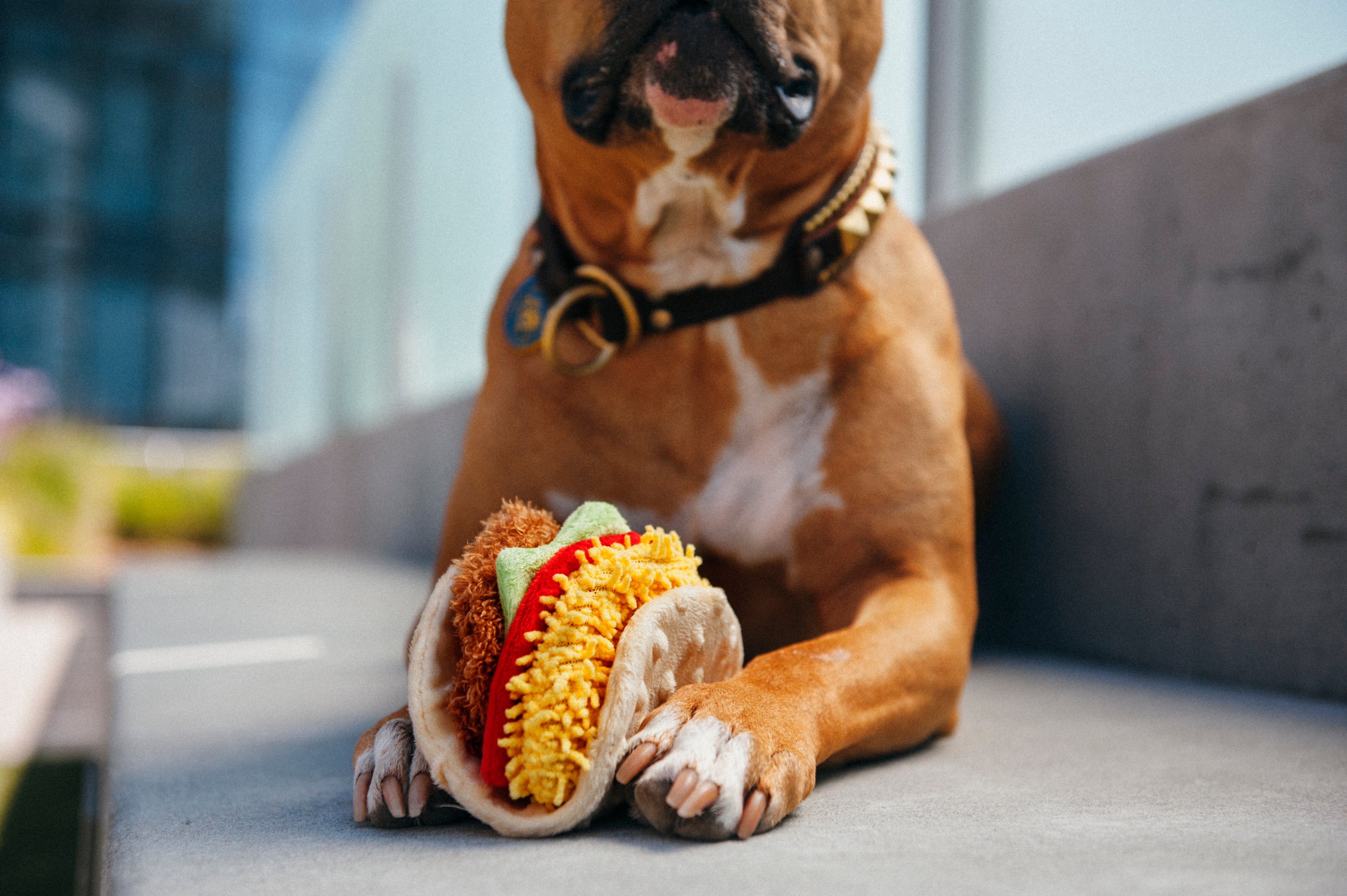 El Taco - Juguete de Peluche para Perros International Classic™ | Pet P.L.A.Y.