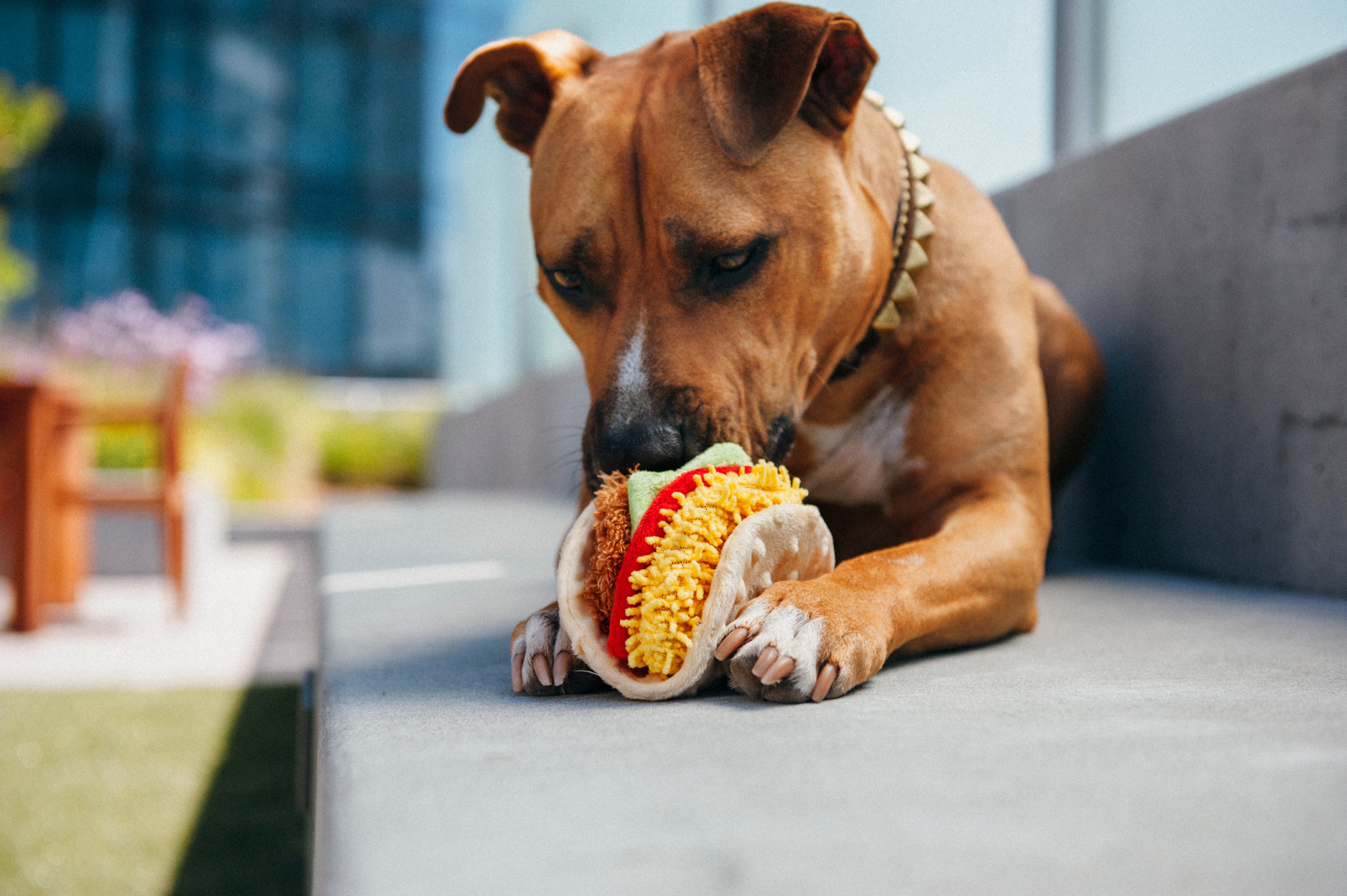 El Taco - Juguete de Peluche para Perros International Classic™ | Pet P.L.A.Y.