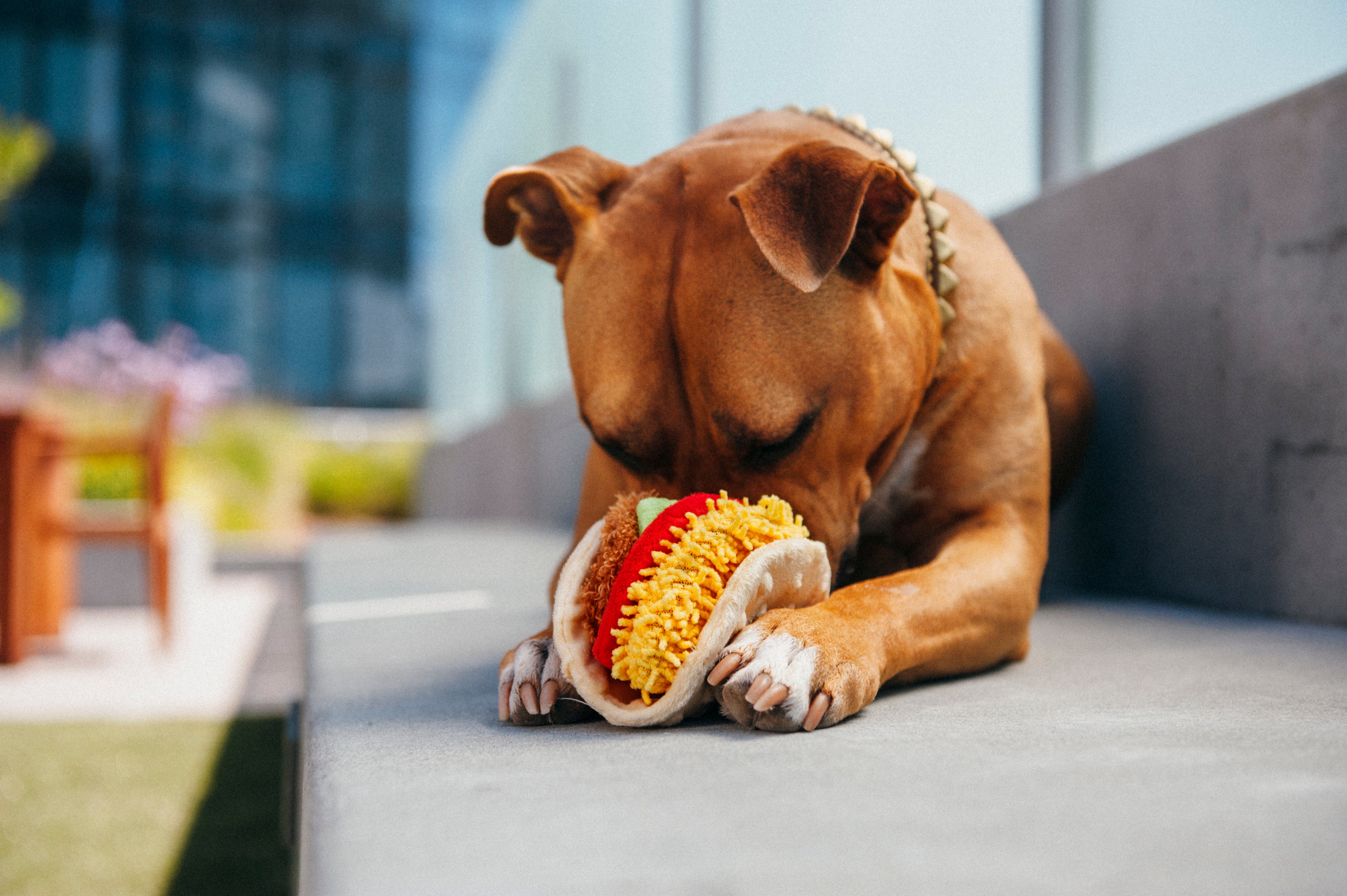 El Taco - Juguete de Peluche para Perros International Classic™ | Pet P.L.A.Y.