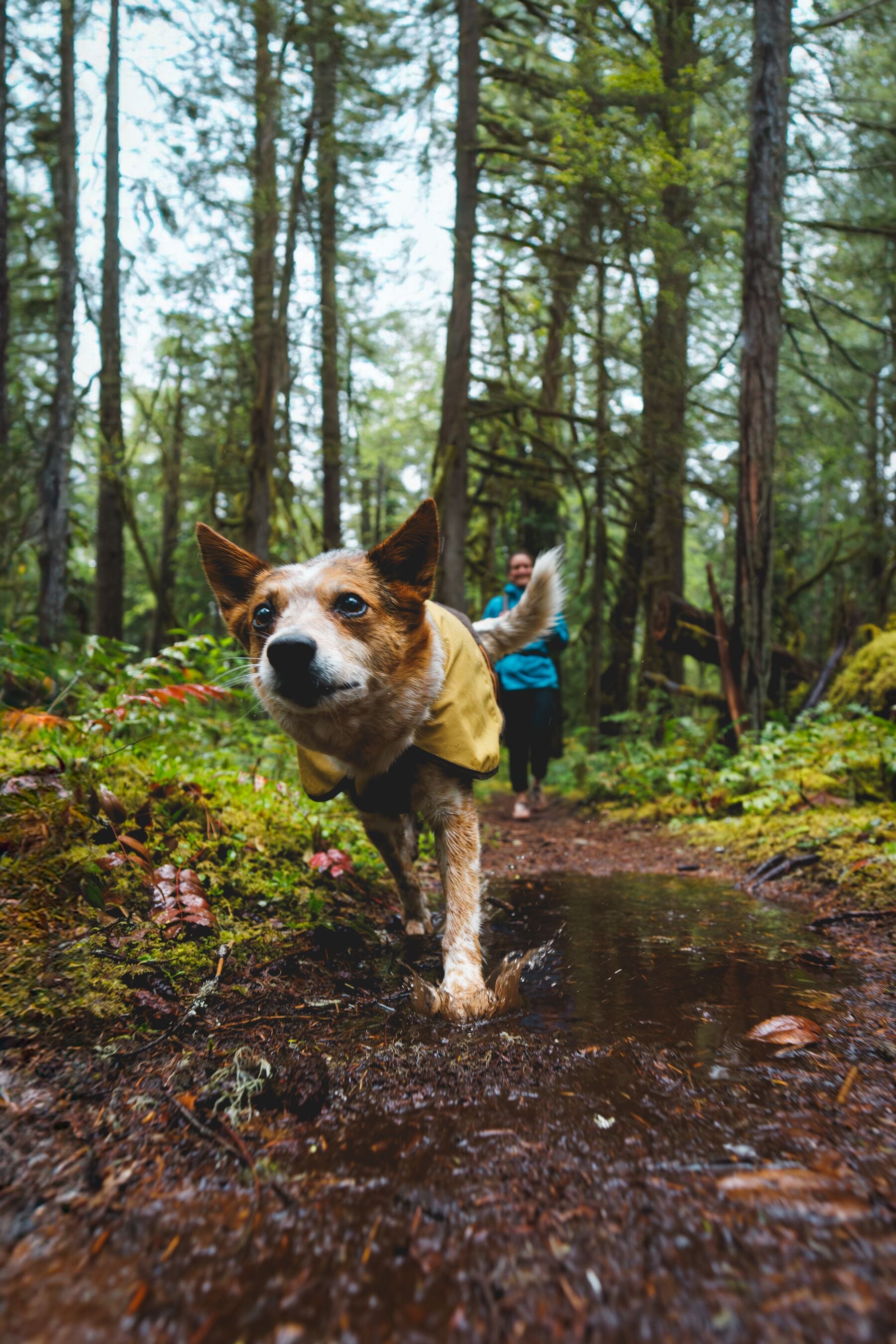 Impermeable Para Perros Sun Shower™ - Resistente al Agua y Viento - Café (Earth Brown) | Ruffwear®