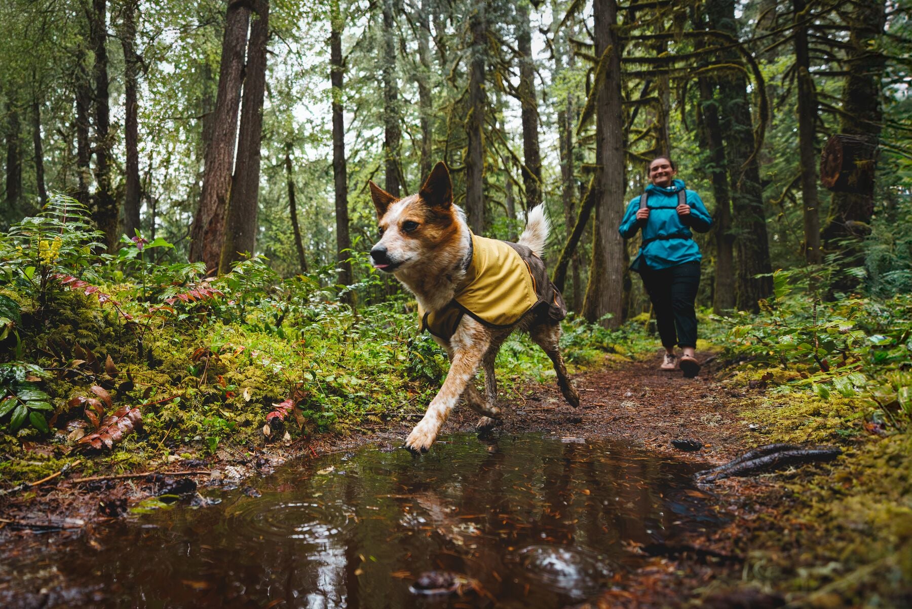 Impermeable Para Perros Sun Shower™ - Resistente al Agua y Viento - Café (Earth Brown) | Ruffwear®