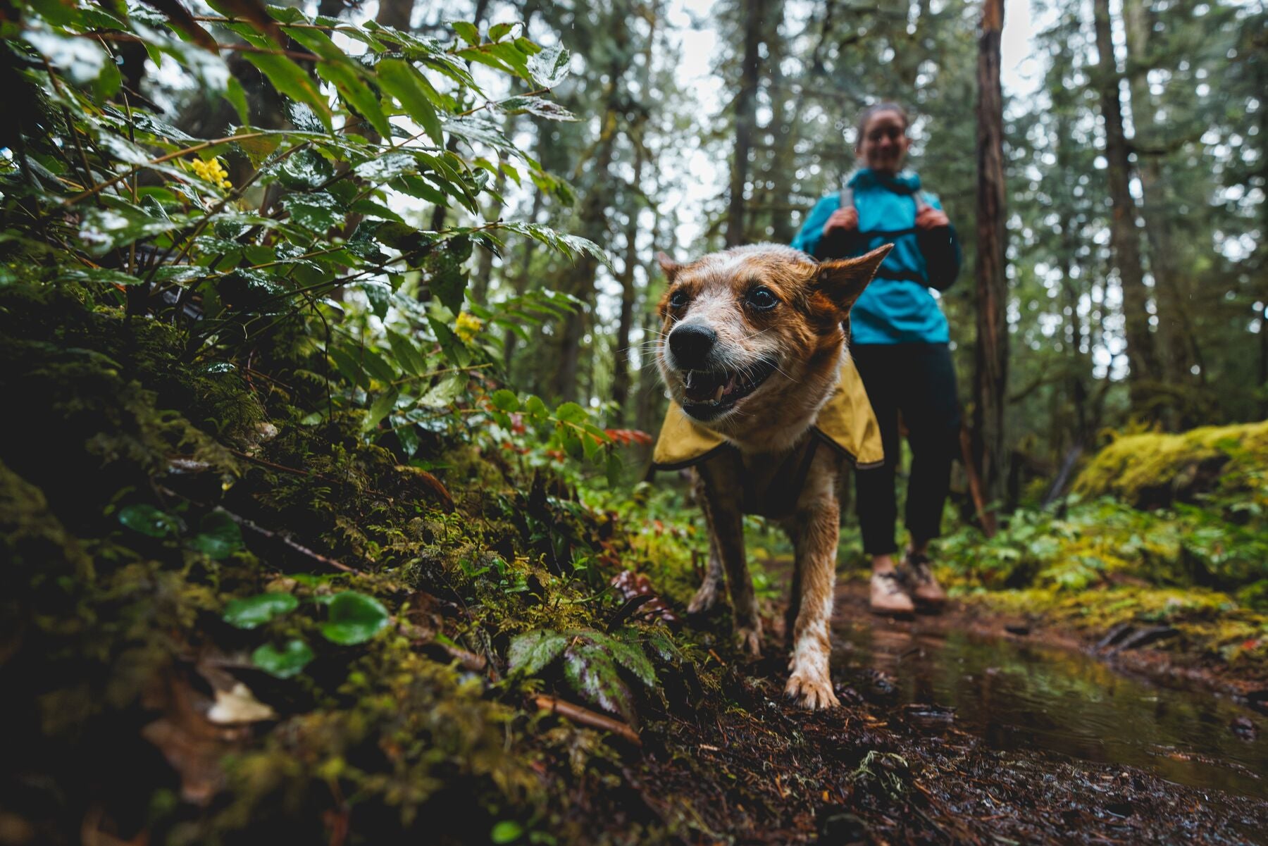 Impermeable Para Perros Sun Shower™ - Resistente al Agua y Viento - Café (Earth Brown) | Ruffwear®