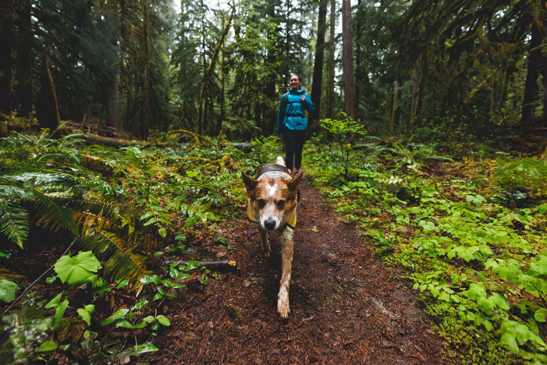 Impermeable Para Perros Sun Shower™ - Resistente al Agua y Viento - Café (Earth Brown) | Ruffwear®