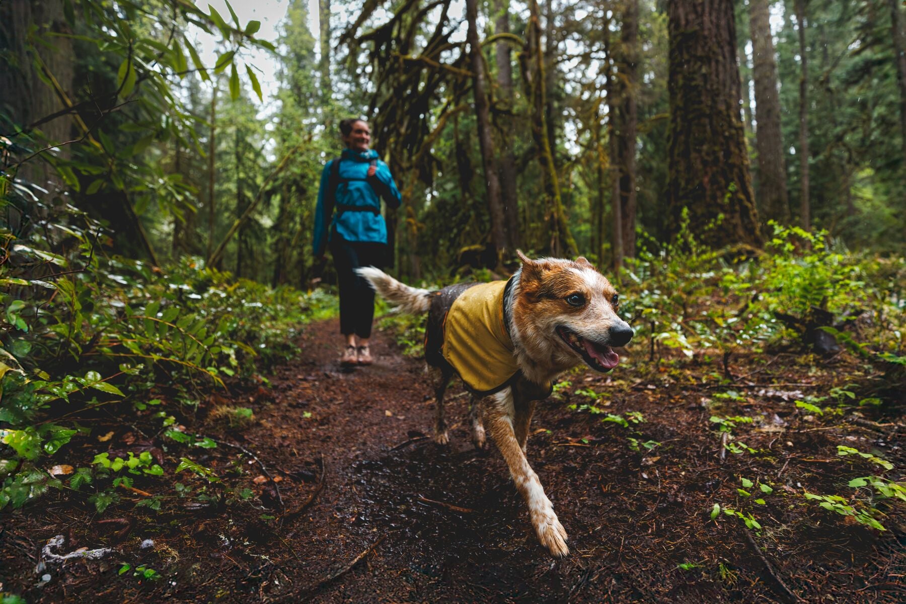 Impermeable Para Perros Sun Shower™ - Resistente al Agua y Viento - Amarillo (Mineral Yellow) | Ruffwear®