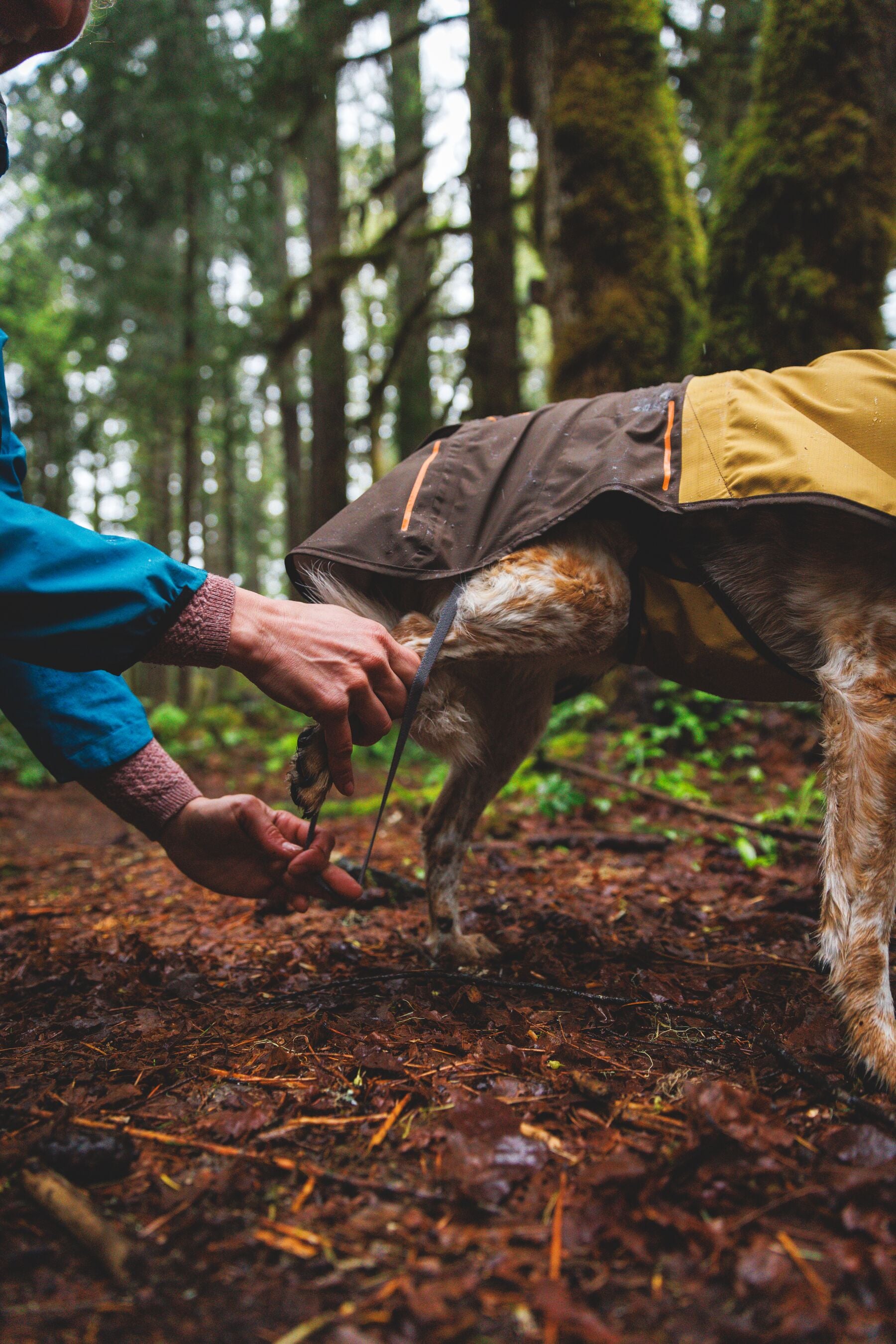 Impermeable Para Perros Sun Shower™ - Resistente al Agua y Viento - Café (Earth Brown) | Ruffwear®