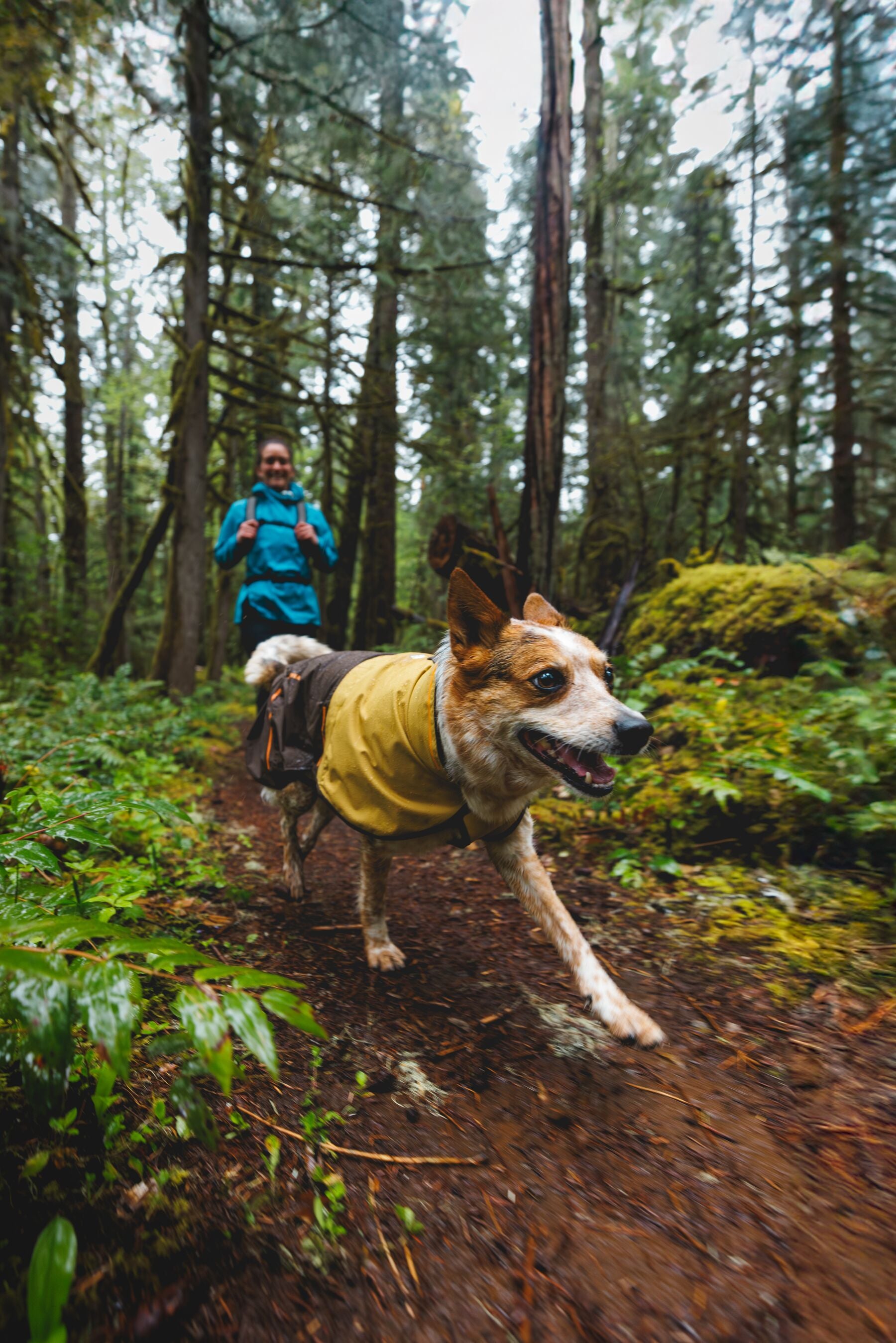 Impermeable Para Perros Sun Shower™ - Resistente al Agua y Viento - Amarillo (Mineral Yellow) | Ruffwear®