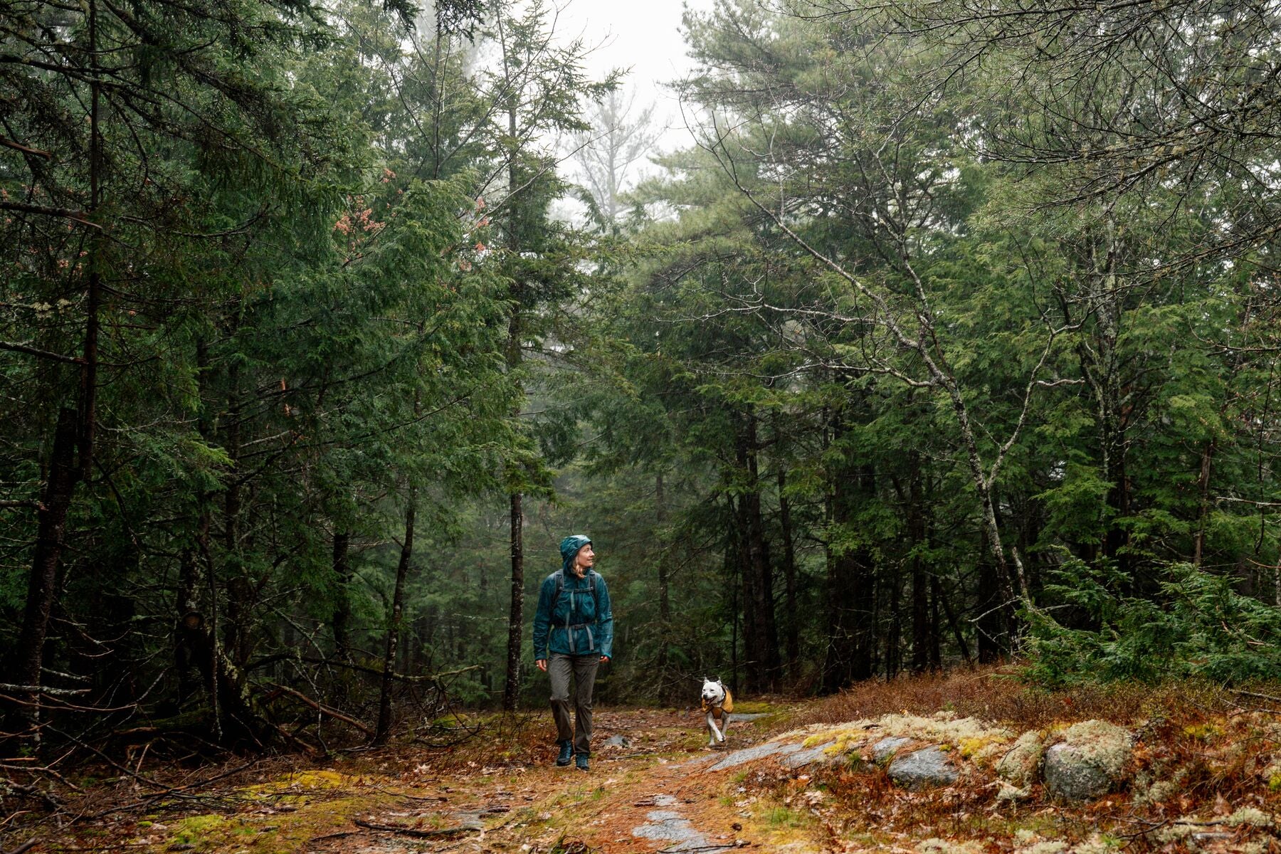 Impermeable Para Perros Sun Shower™ - Resistente al Agua y Viento - Amarillo (Mineral Yellow) | Ruffwear®