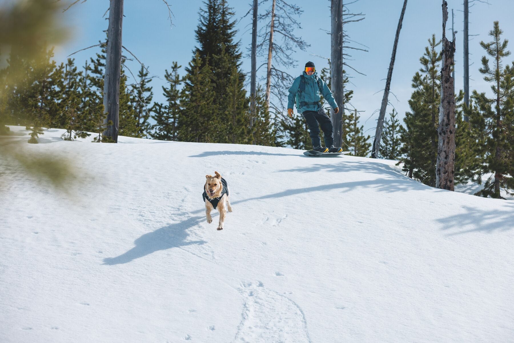 Chamarra para Perros Quinzee™ - Acolchada y Plegable - Verde Piedra (River Rock Green) | Ruffwear®