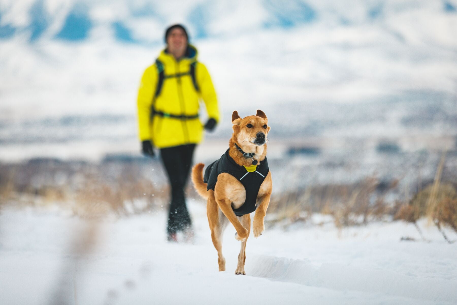 Chamarra para Perros Quinzee™ - Acolchada y Plegable - Negra (Obsidian Black) | Ruffwear®