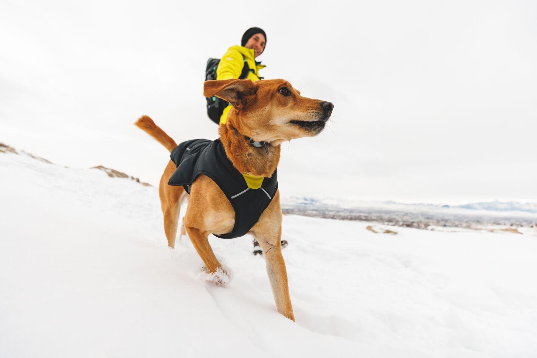 Chamarra para Perros Quinzee™ - Acolchada y Plegable - Verde Piedra (River Rock Green) | Ruffwear®