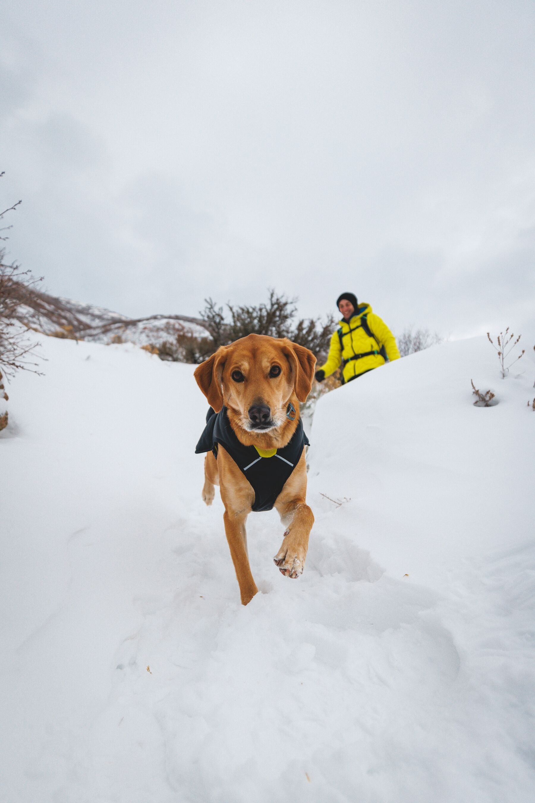 Chamarra para Perros Quinzee™ - Acolchada y Plegable - Negra (Obsidian Black) | Ruffwear®