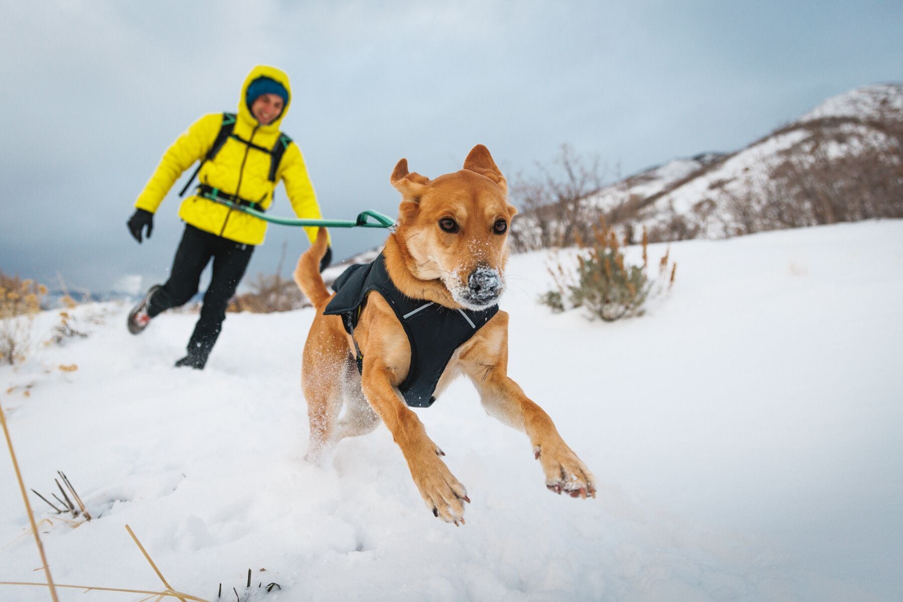 Chamarra para Perros Quinzee™ - Acolchada y Plegable - Verde Piedra (River Rock Green) | Ruffwear®