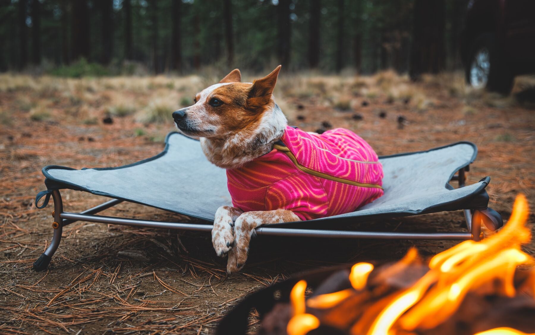 Cama Elevada, Portátil y Ligera para Perros Mt. EverRest™ | Ruffwear