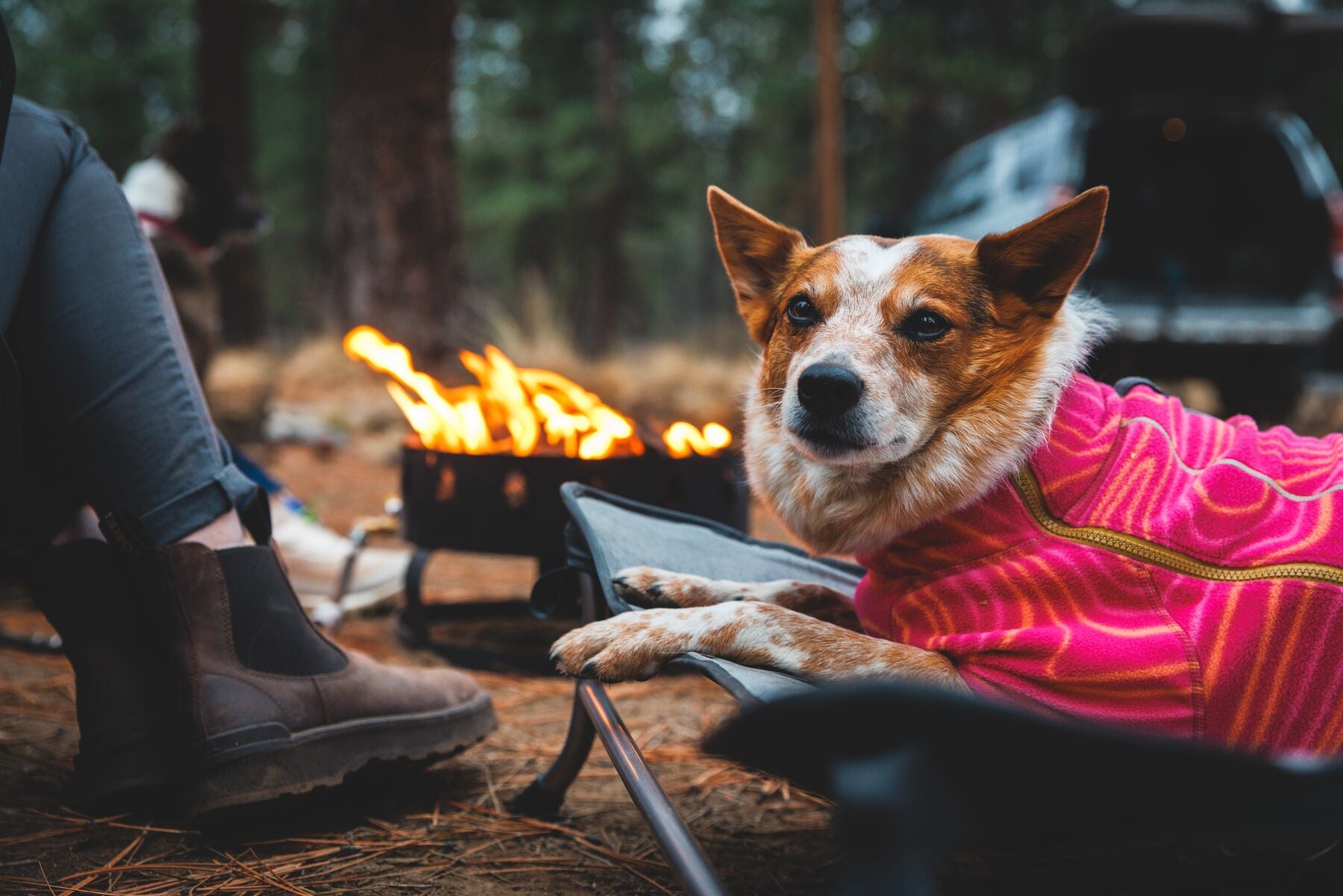 Cama Elevada, Portátil y Ligera para Perros Mt. EverRest™ | Ruffwear