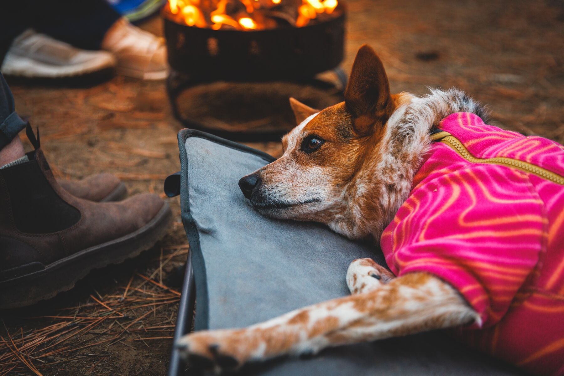 Cama Elevada, Portátil y Ligera para Perros Mt. EverRest™ | Ruffwear