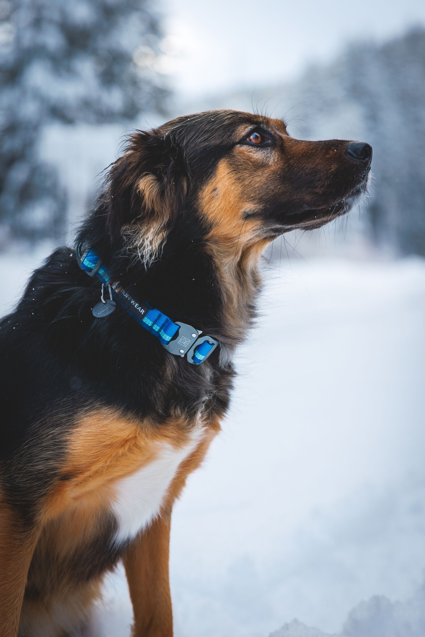 Collar Para Perro Top Rope™ con Hebilla Metálica - Gris (Basalt Gray) | Ruffwear