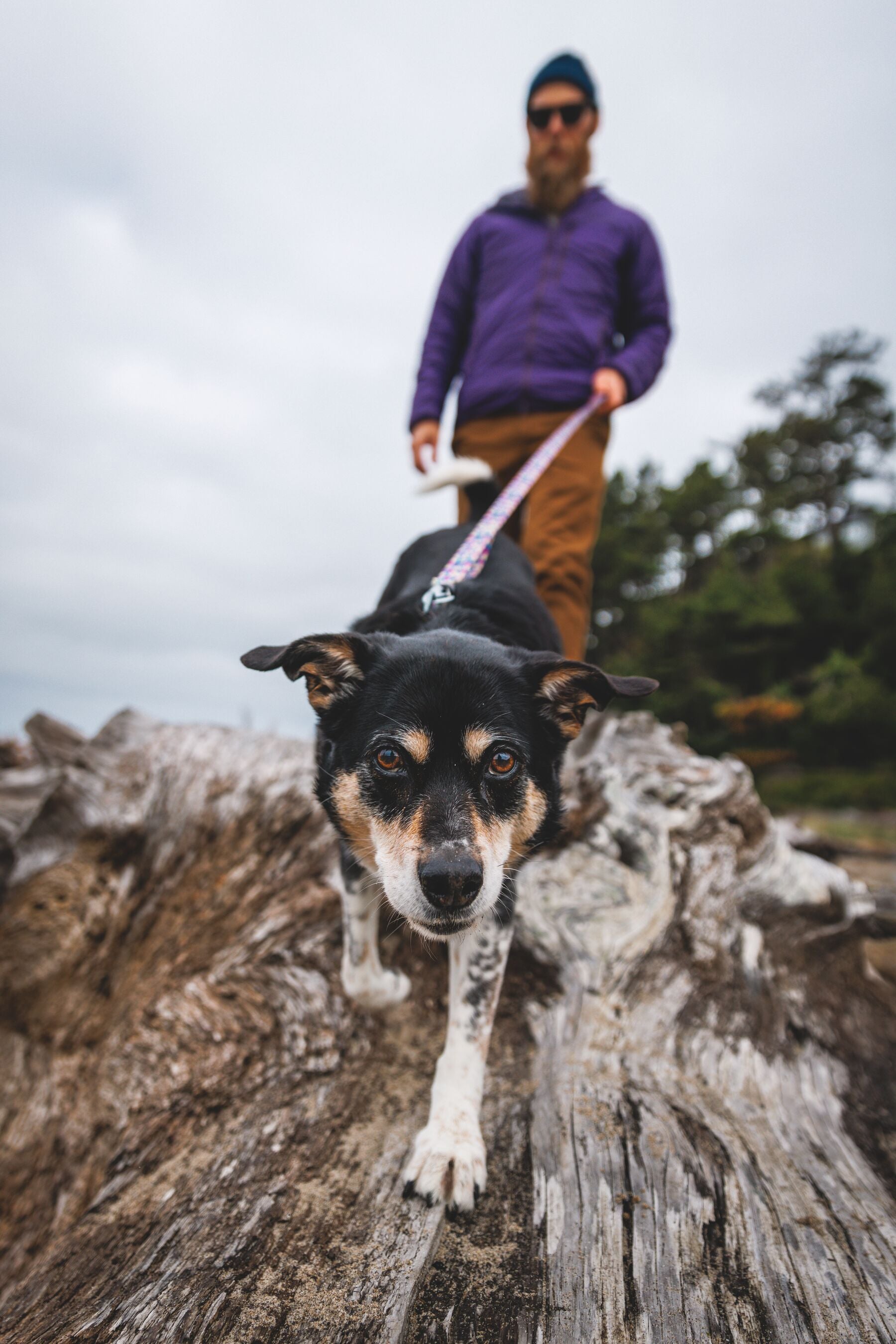 Correa para Perros Front Range® - Patrón Mountains Logo | Ruffwear