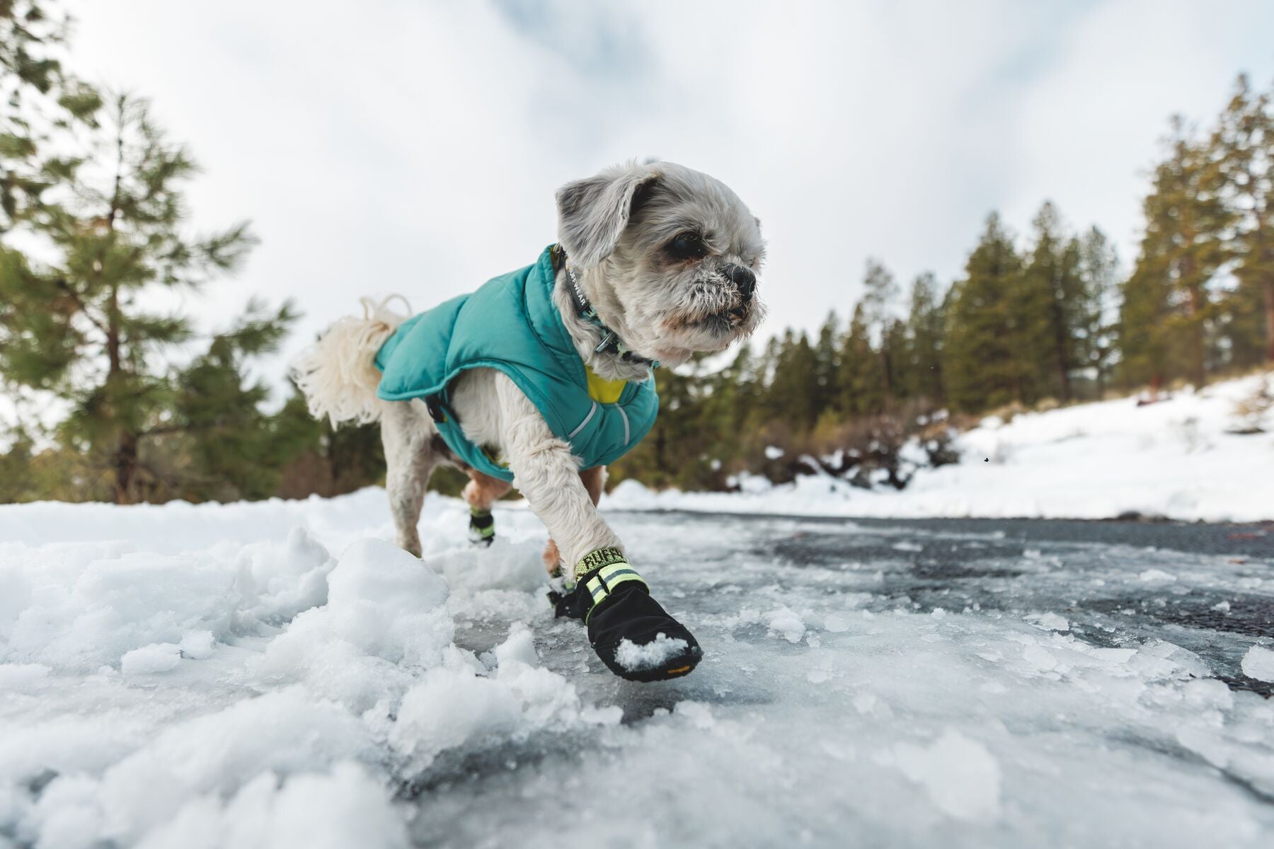 Collar para Perros Front Range® - Patrón Wildflower | Ruffwear