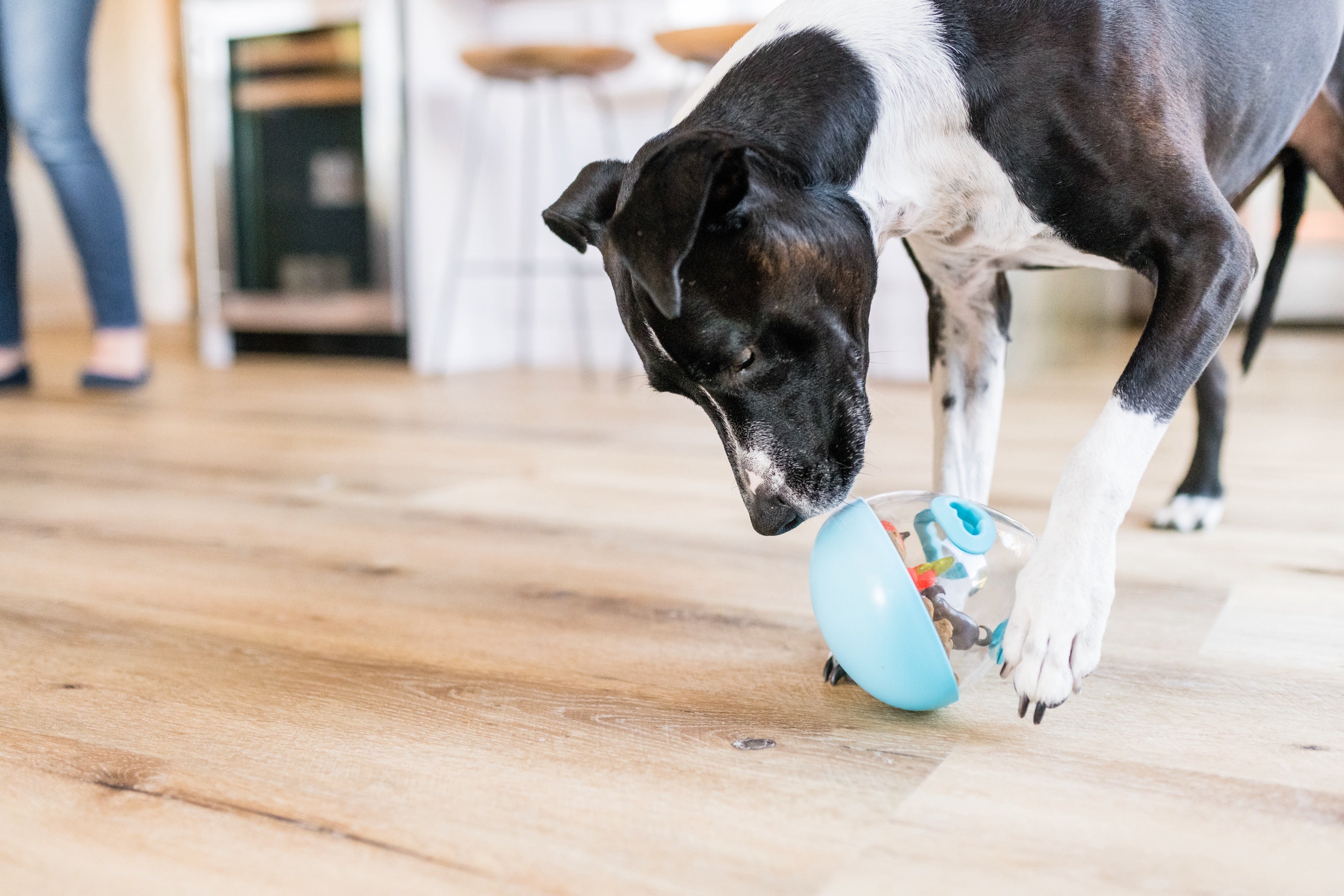 Wobble Ball Juguete Dispensador de Premios para Perros - Azul | Pet P.L.A.Y.