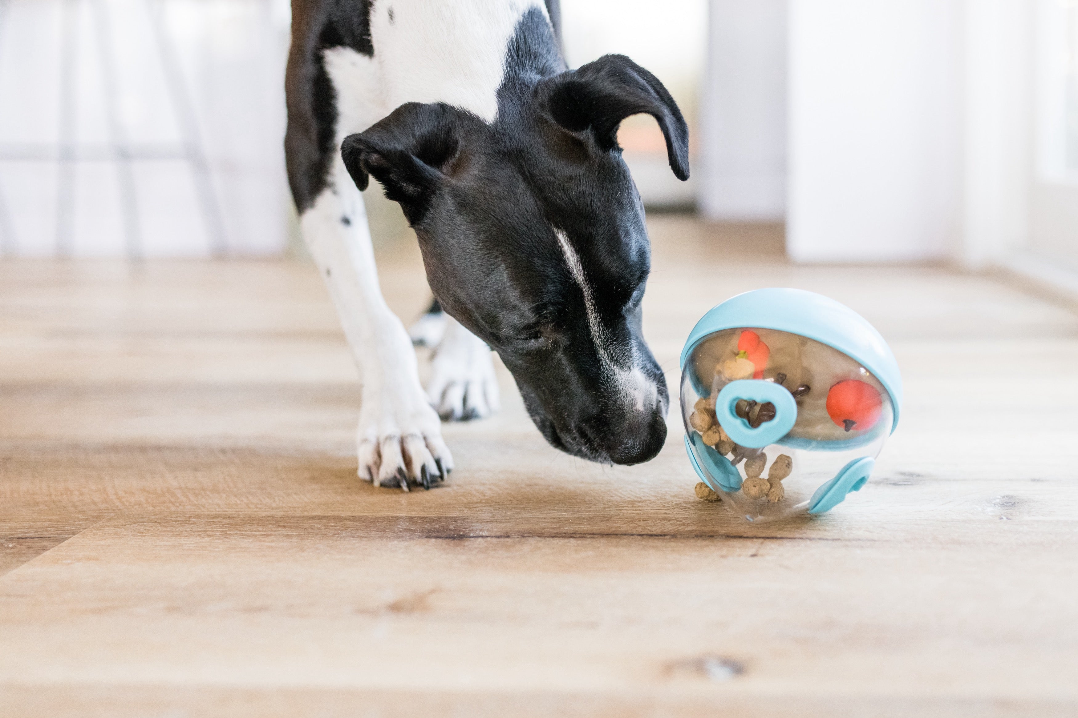 Wobble Ball Juguete Dispensador de Premios para Perros - Azul | Pet P.L.A.Y.