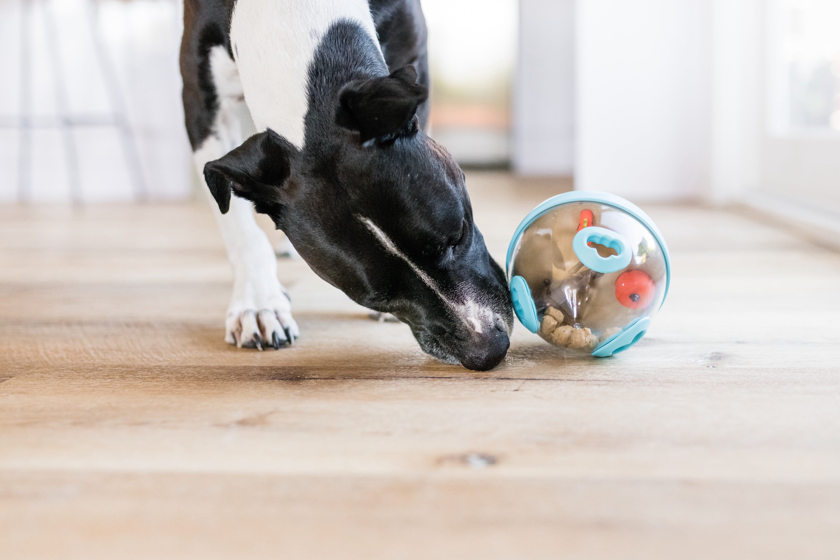 Wobble Ball Juguete Dispensador de Premios para Perros - Azul | Pet P.L.A.Y.