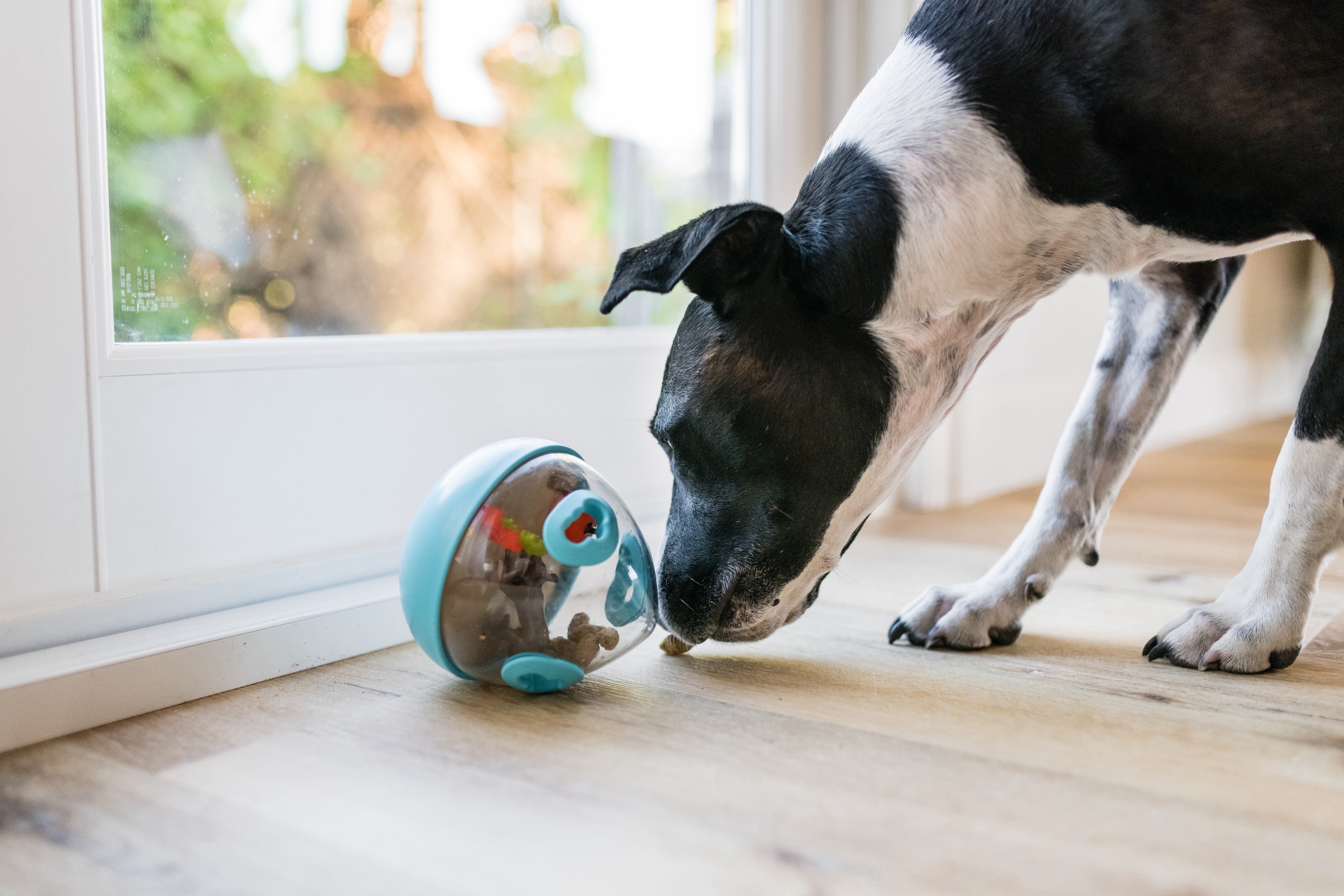 Wobble Ball Juguete Dispensador de Premios para Perros - Azul | Pet P.L.A.Y.